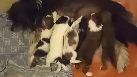 Ins Lucky Star Zhuliet Poale Ell. Питомник китайских хохлатых собак Poale Ell: купить щенка