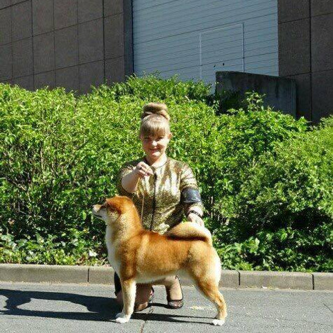 Dog show 2016. SHIOMARU Питомник сиба и акита-ину