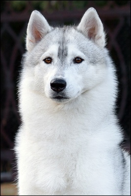 Хаски https://corgi-husky.ru/pakira-stars-zefirka. Купить щенка Вельш-корги-кардиган в семейном питомнике — Ice Fantasy