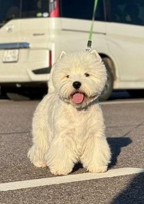 Щенки 14.01.2025. Питомник собак породы вест хайленд вайт терьер в Москве