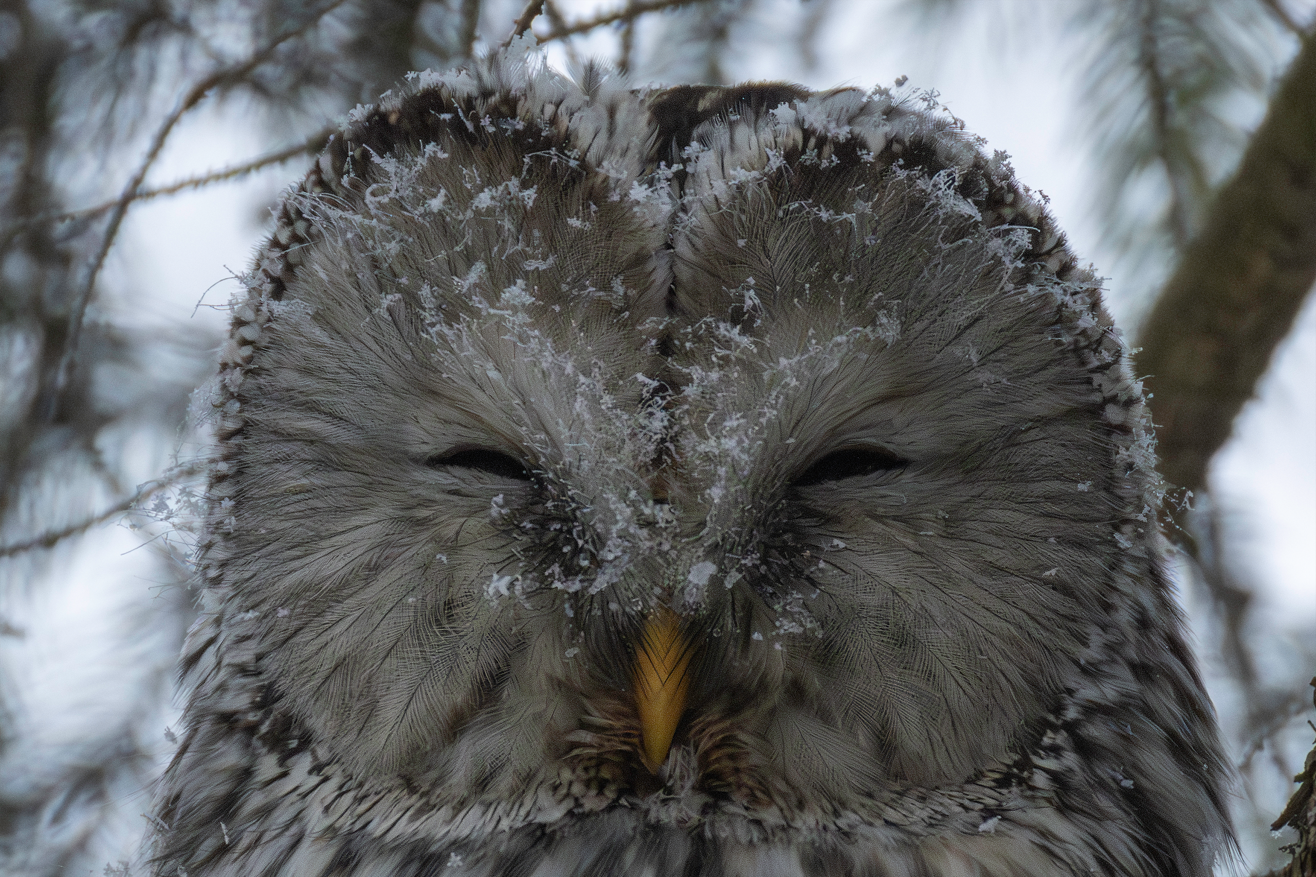 Фотограф дикой природы Роман Исаенков