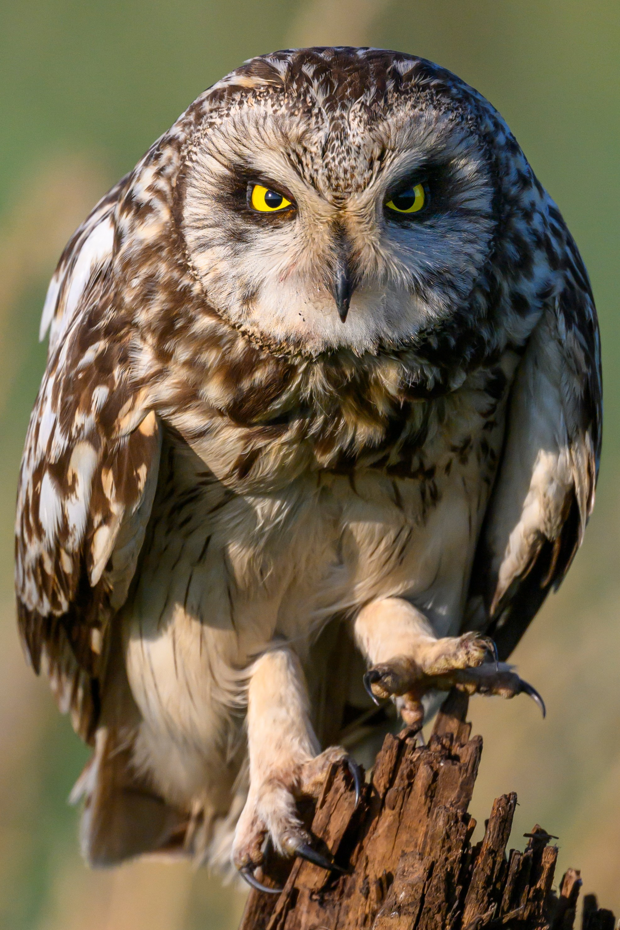 Портреты совы и драка с лунем. Portraits of an owl and a fight with a harrier. Wildlife photography by Sergey Puponin