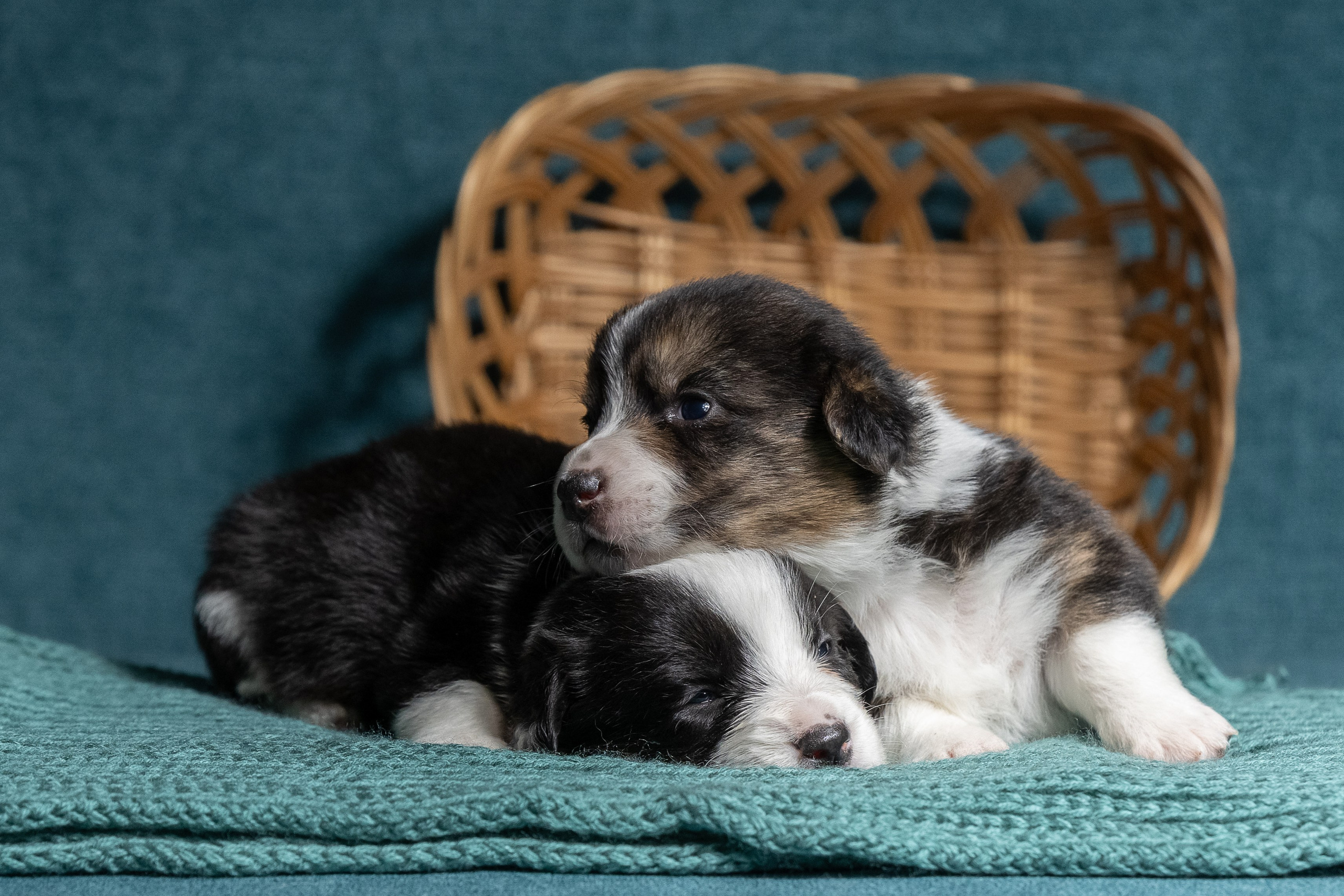 Купить щенка вельш корги кардиган из питомника Ice Fantasy. Купить щенка Вельш-корги-кардиган в семейном питомнике — Ice Fantasy