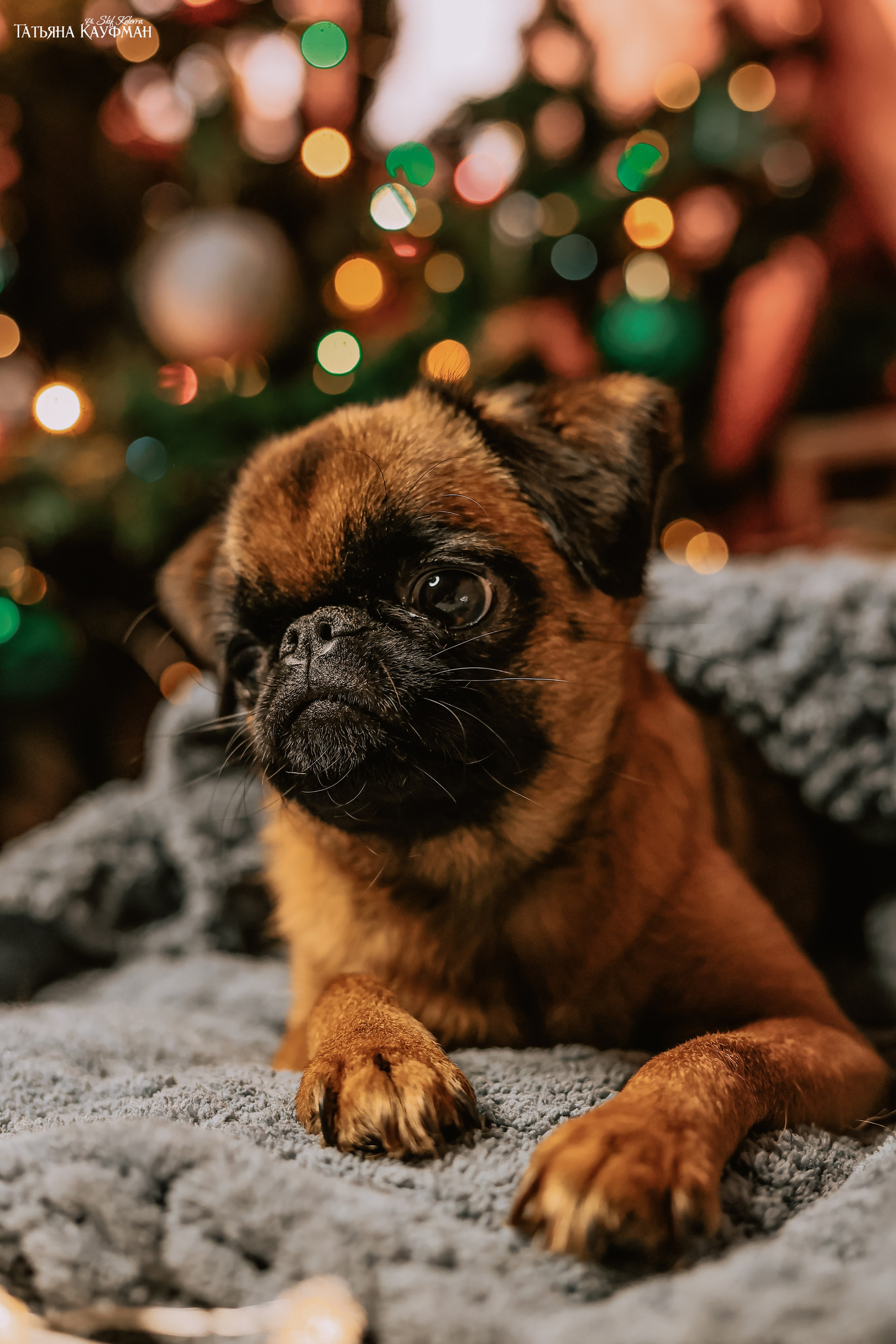 Малый брабансон, фотография брабансон, красивая собака, фотограф анималист, фотокурс Анималистика, научиться фотографировать собак, фотограф Новосибирск