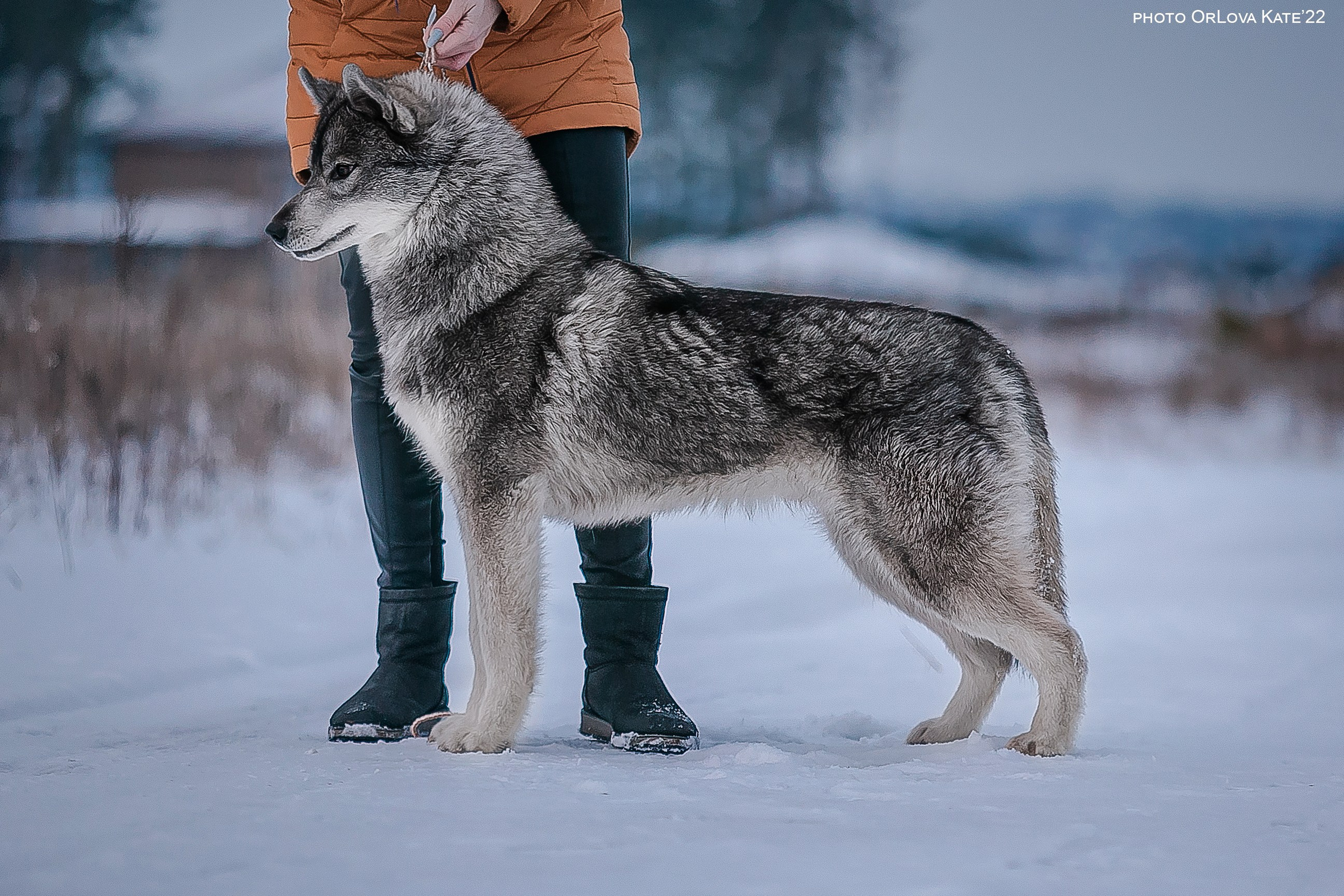 Собаки питомника Bueno Pardo. Питомник собак Акита, Хаски, Корги