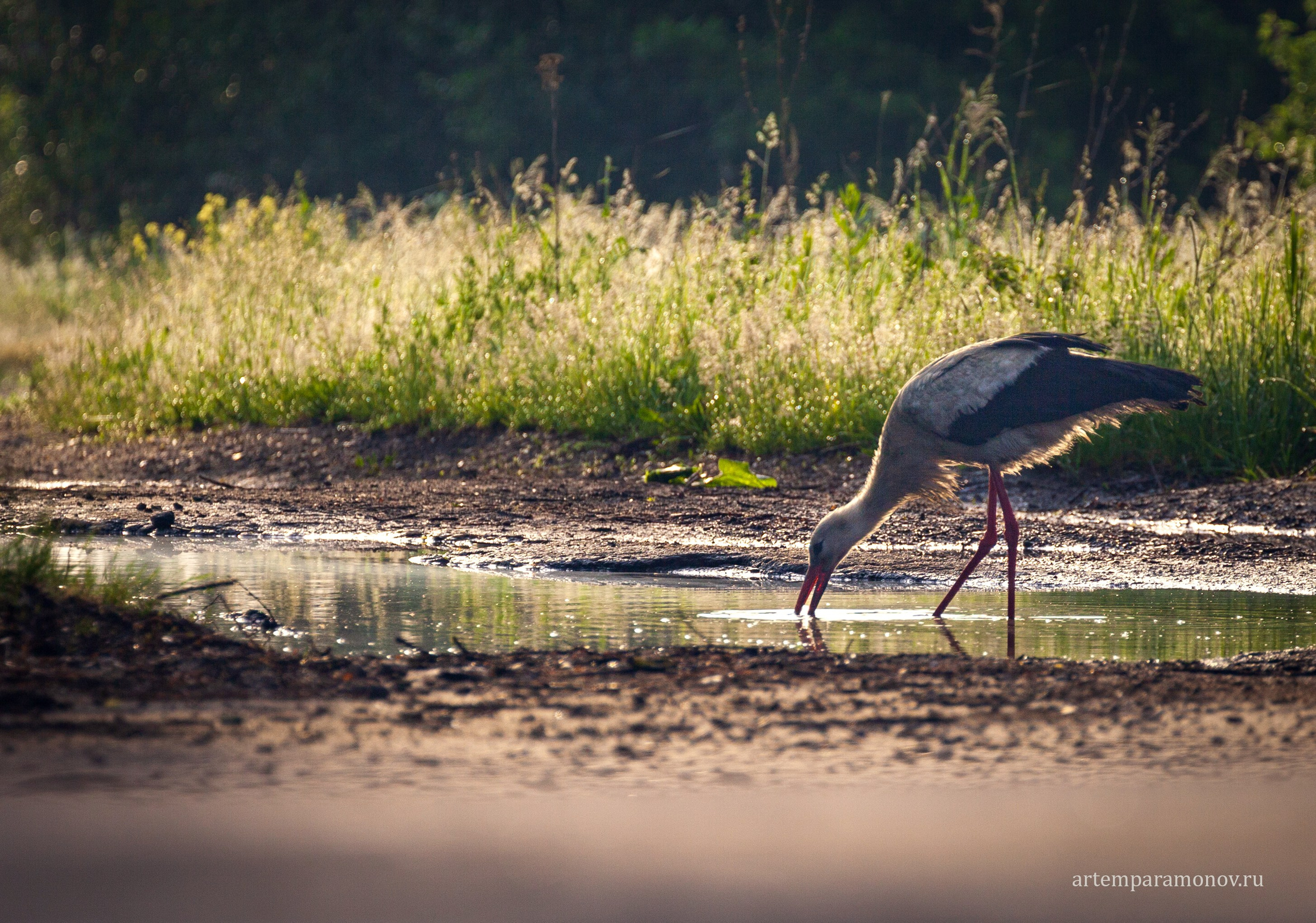 Магия утра близ Анастасова монастыря. Фотохудожник Артём Парамонов