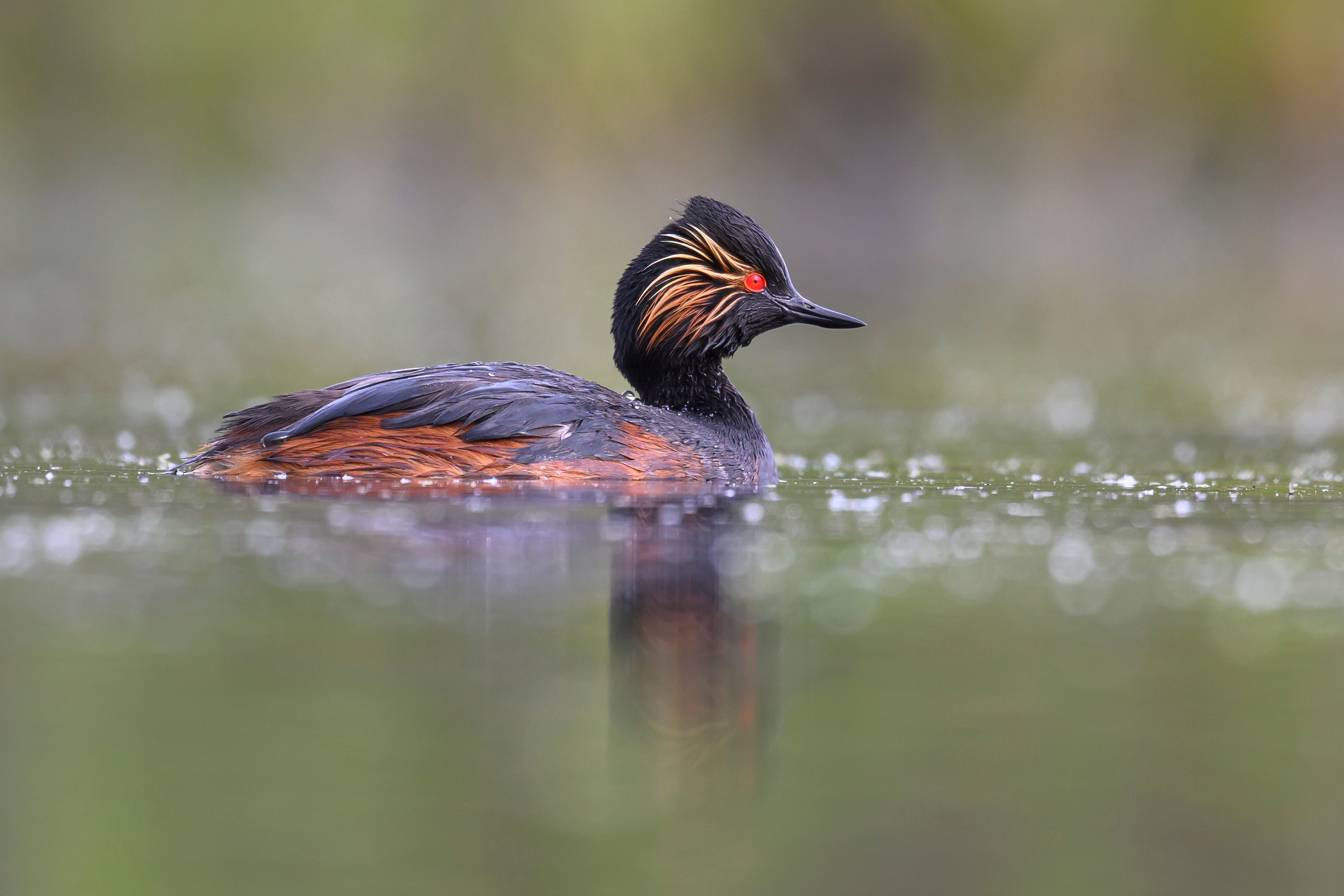 Мягкий свет. Фотограф Сергей Пупонин