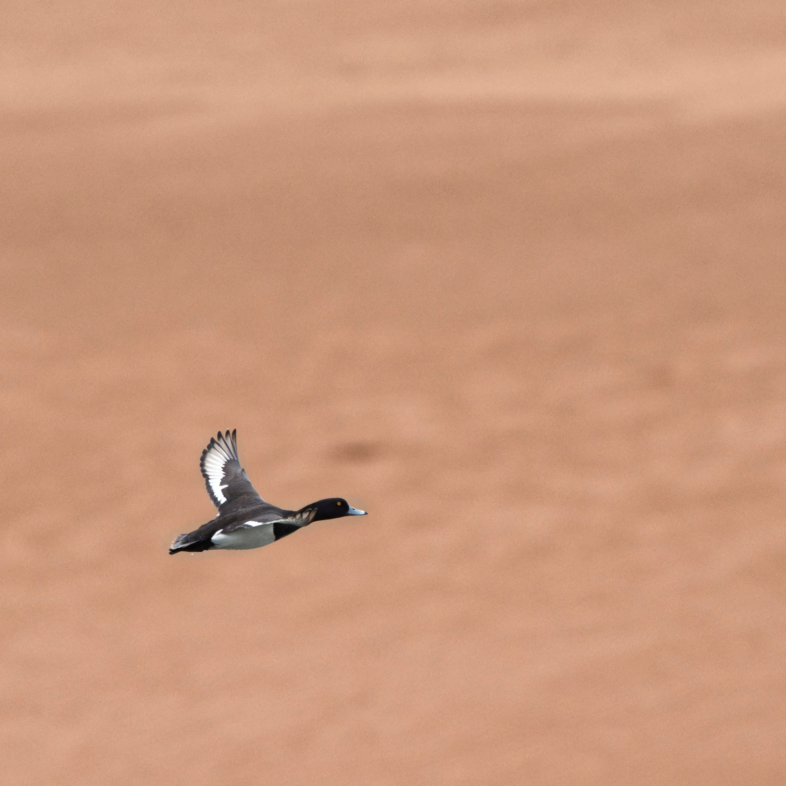 Экспедиция в Монголию (котловина больших озер). Семоха Валерий. Фотограф