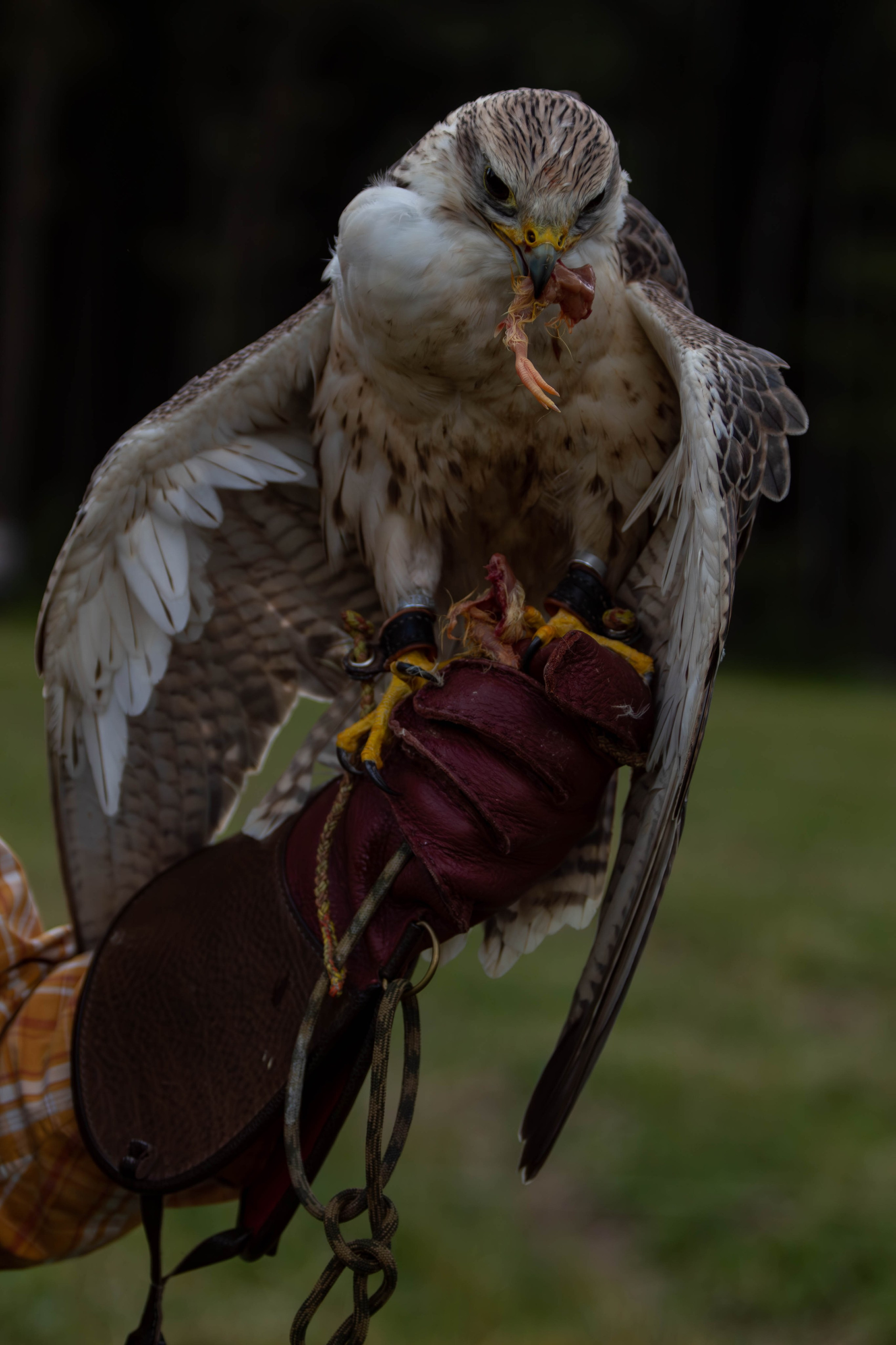 Охота как искусство Ясная поляна. Фотограф анималист — Тула, Москва