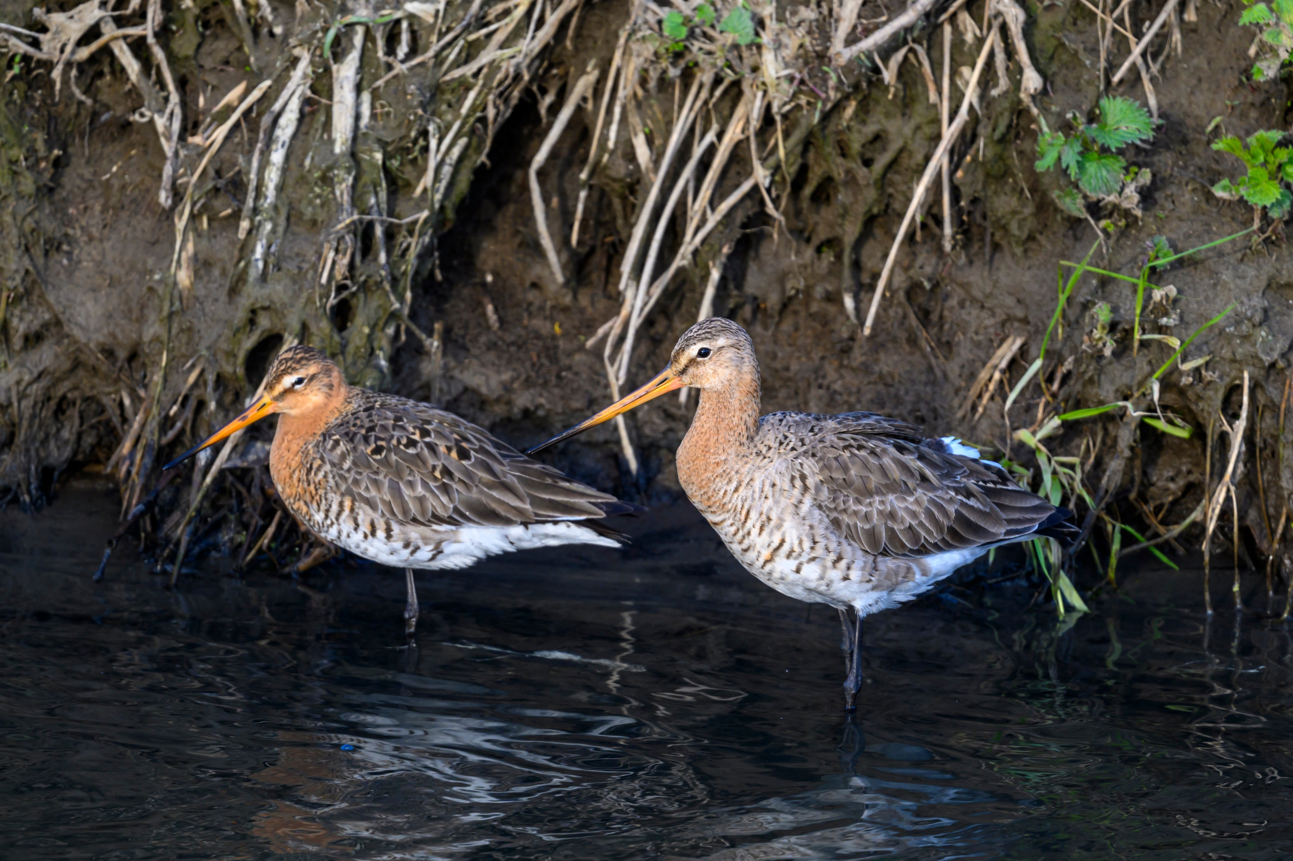 Лиса стащила яйцо. Фотограф Сергей Пупонин