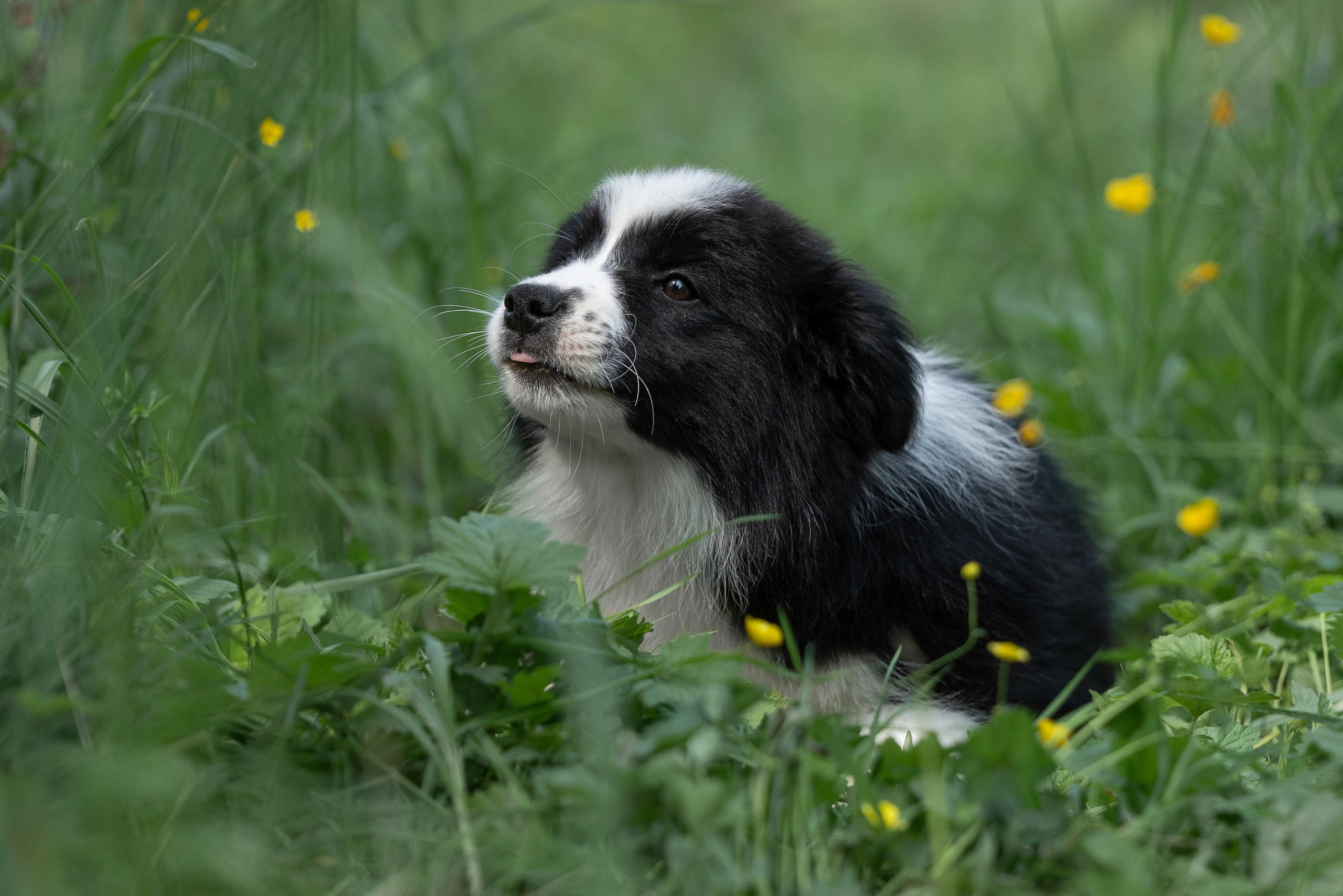 Бордеры. Купить щенка Вельш-корги-кардиган в семейном питомнике — Ice Fantasy
