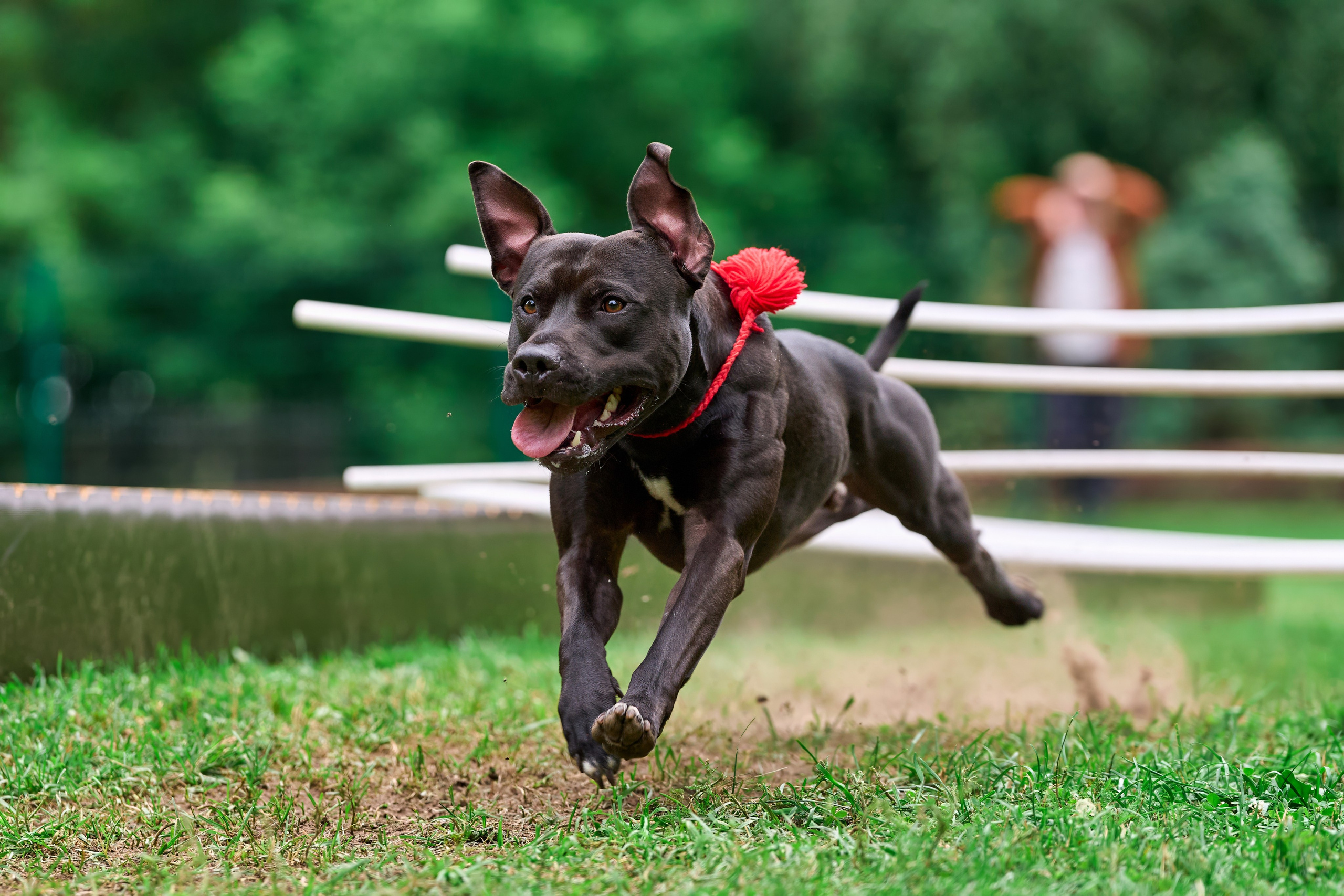 Двухдневные соревнования «Jump'n'Gym Fest — 2024». Фотограф-анималист Михаил Манухин