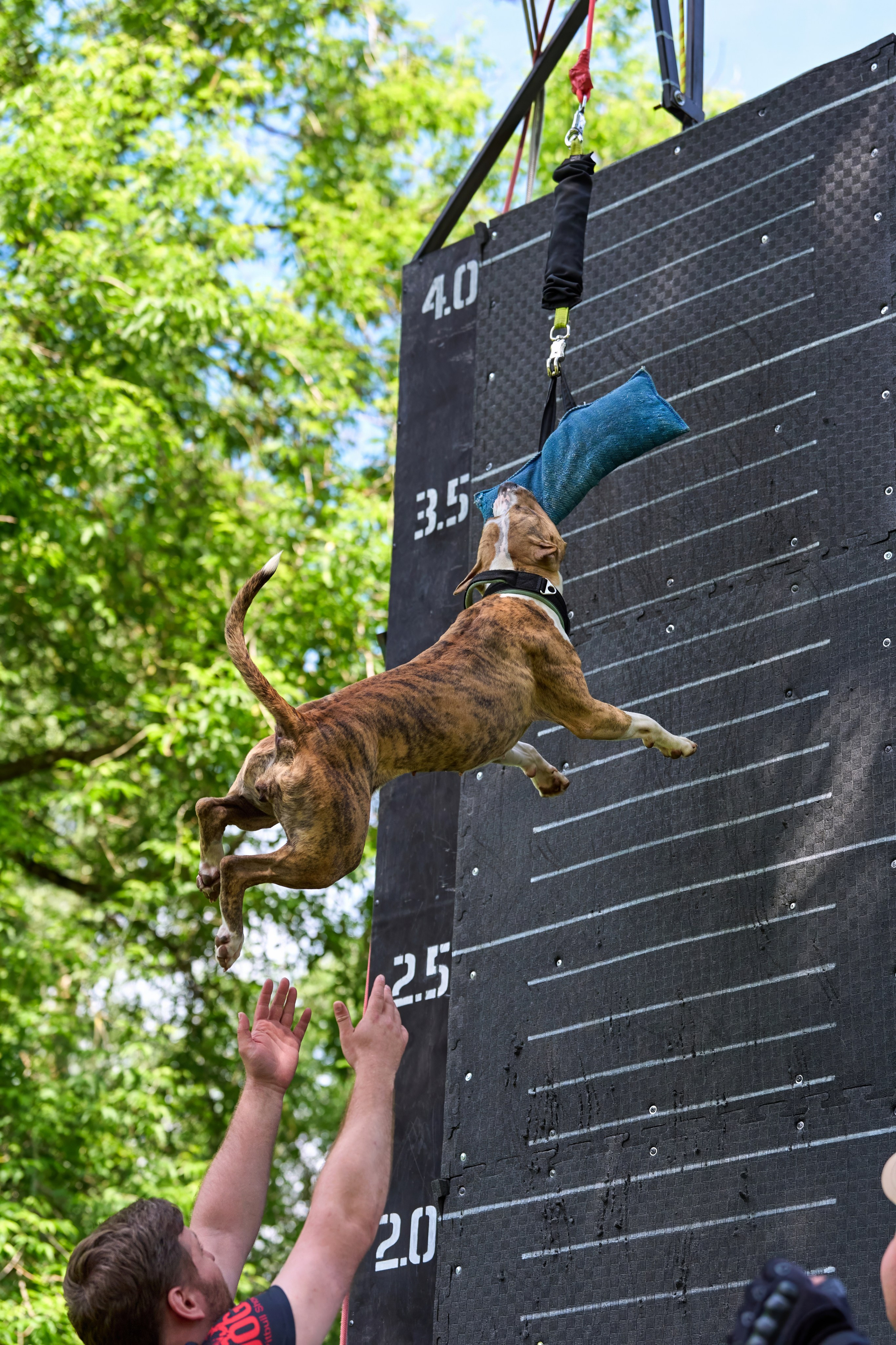 Двухдневные соревнования «Jump'n'Gym Fest — 2024». Фотограф-анималист Михаил Манухин