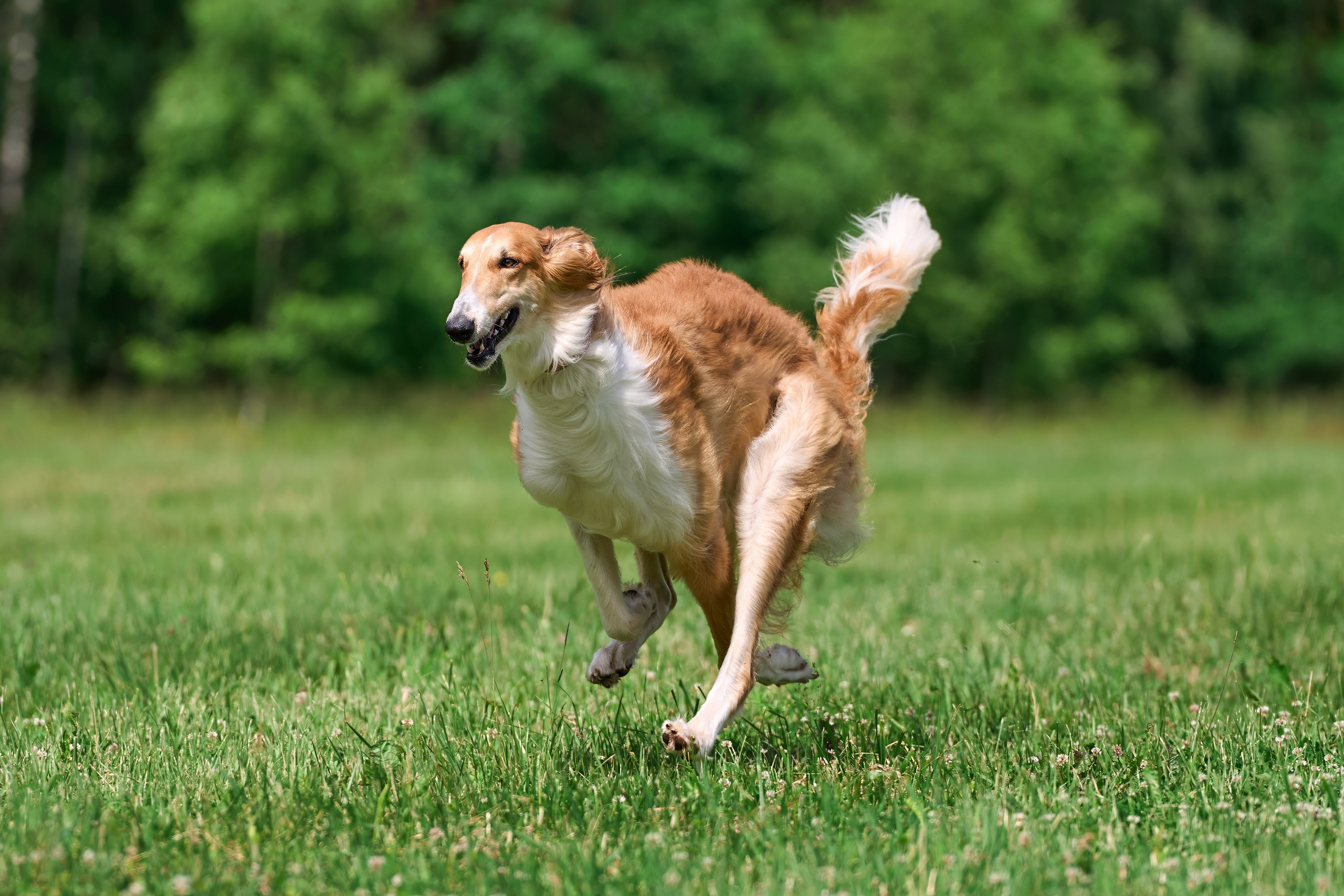 Тренировка по курсингу в Донино. Фотограф-анималист Михаил Манухин