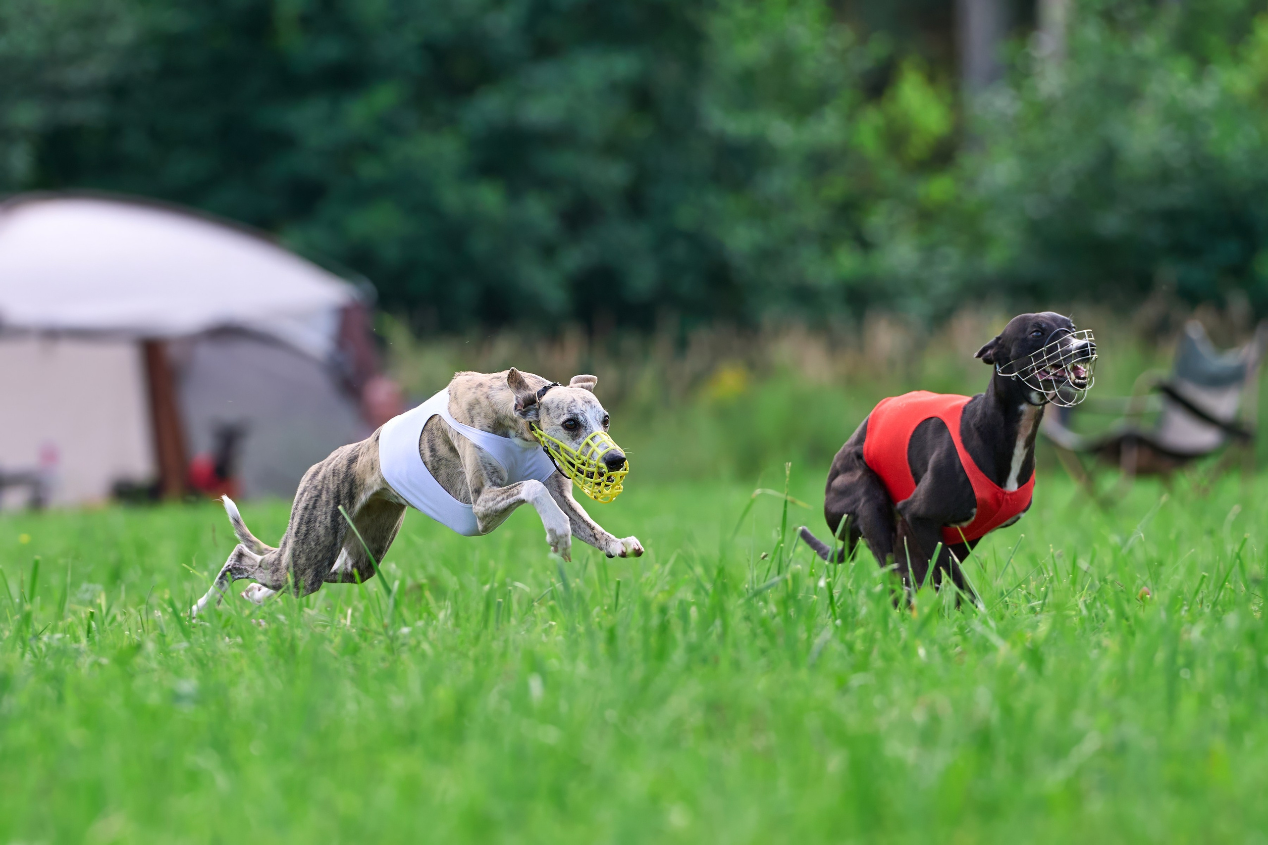 Тренировка в Донино. Фотограф-анималист Михаил Манухин
