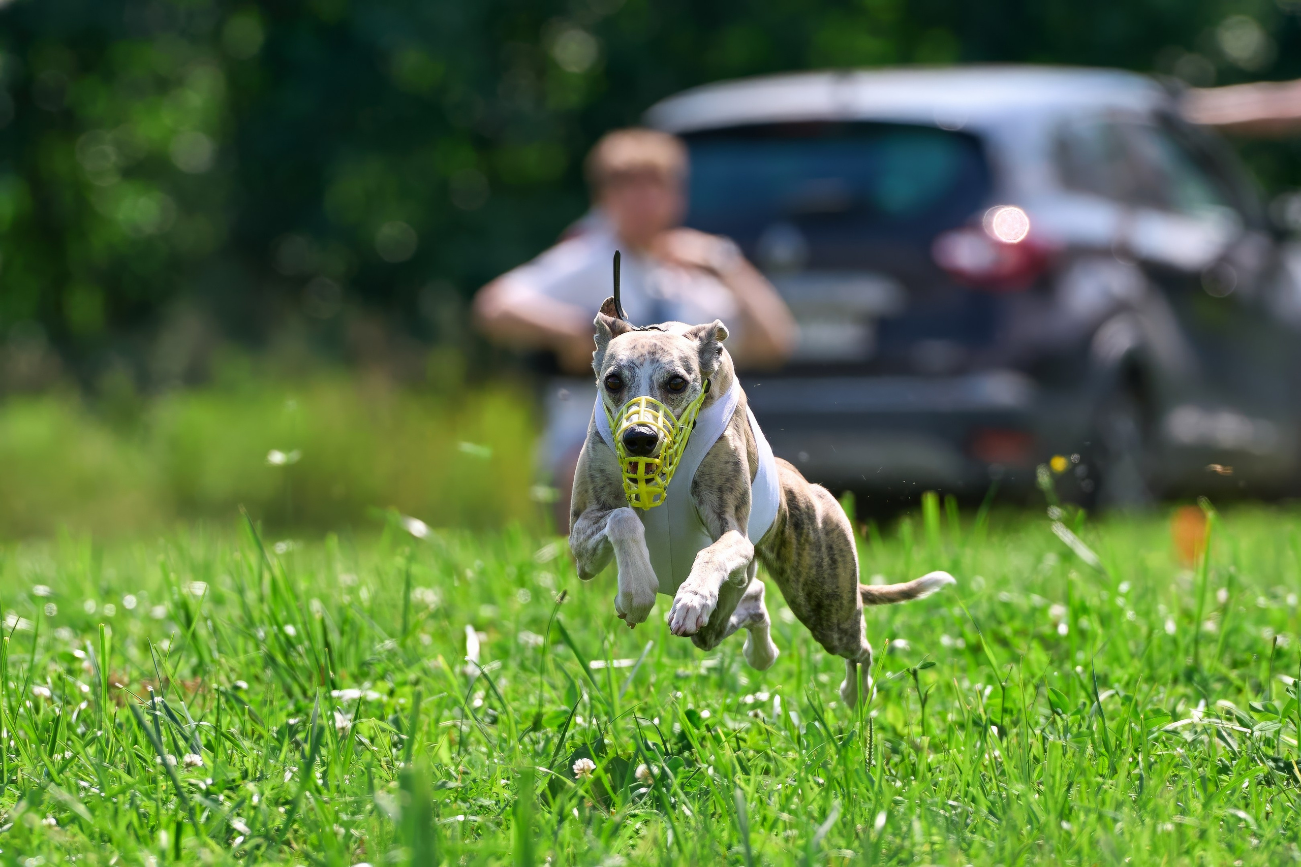 Тренировка в Донино. Фотограф-анималист Михаил Манухин