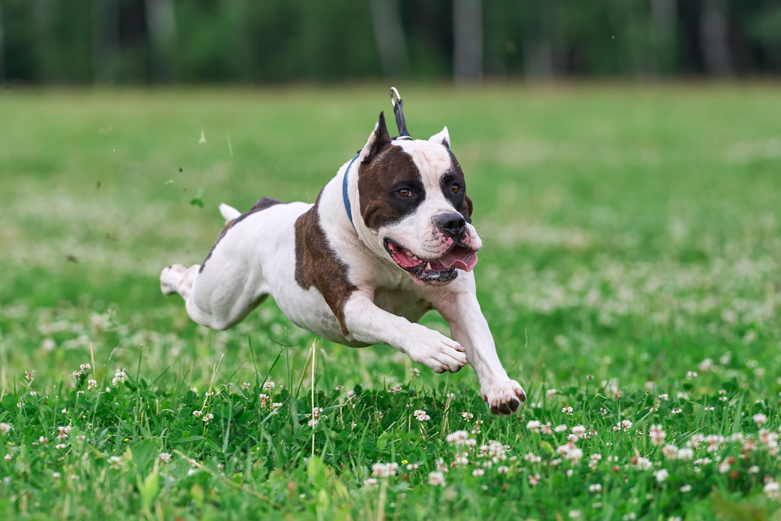 Тренировка по курсингу в Донино. Фотограф-анималист Михаил Манухин