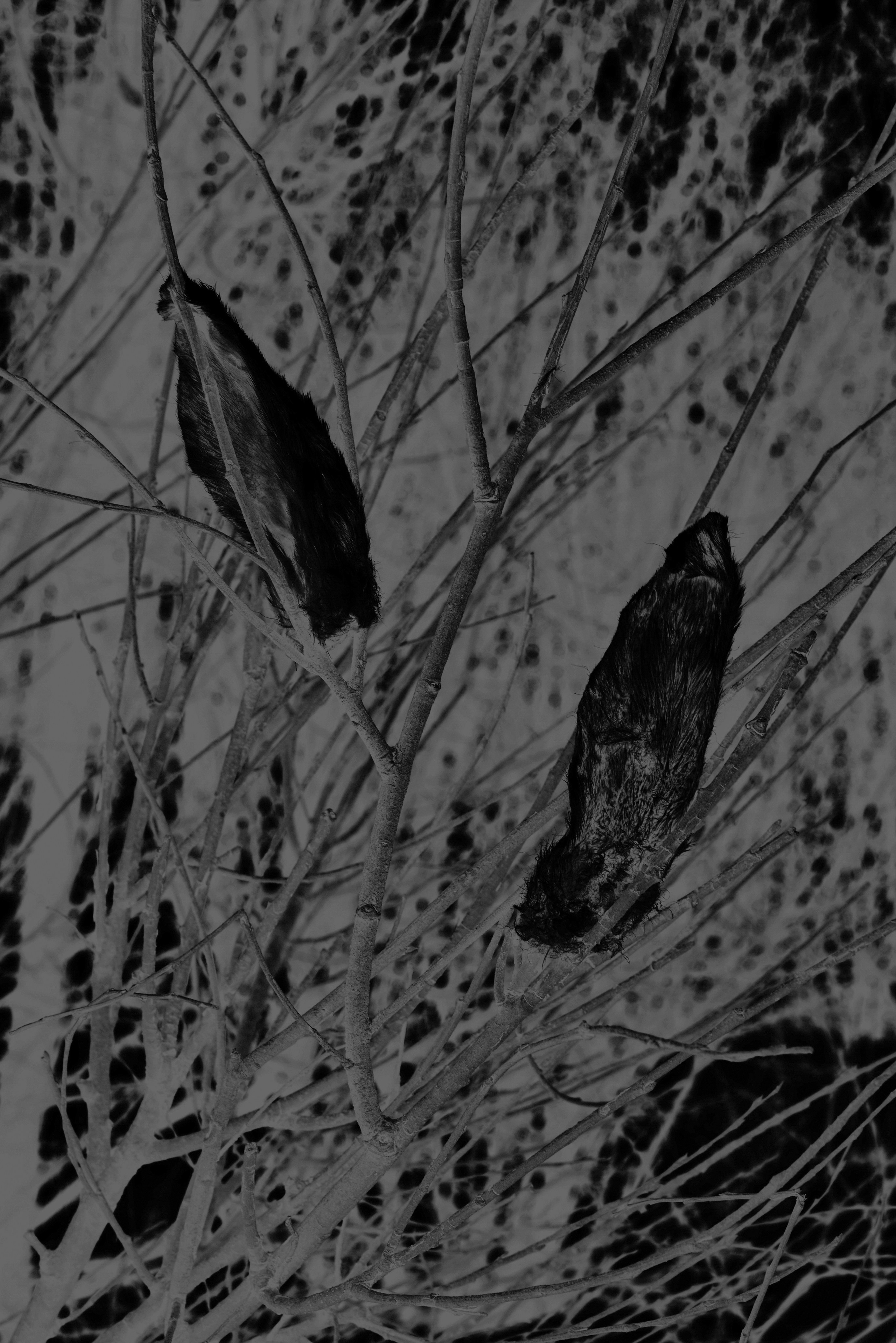 Скрытая иллюминация. Катрин Эдельвак