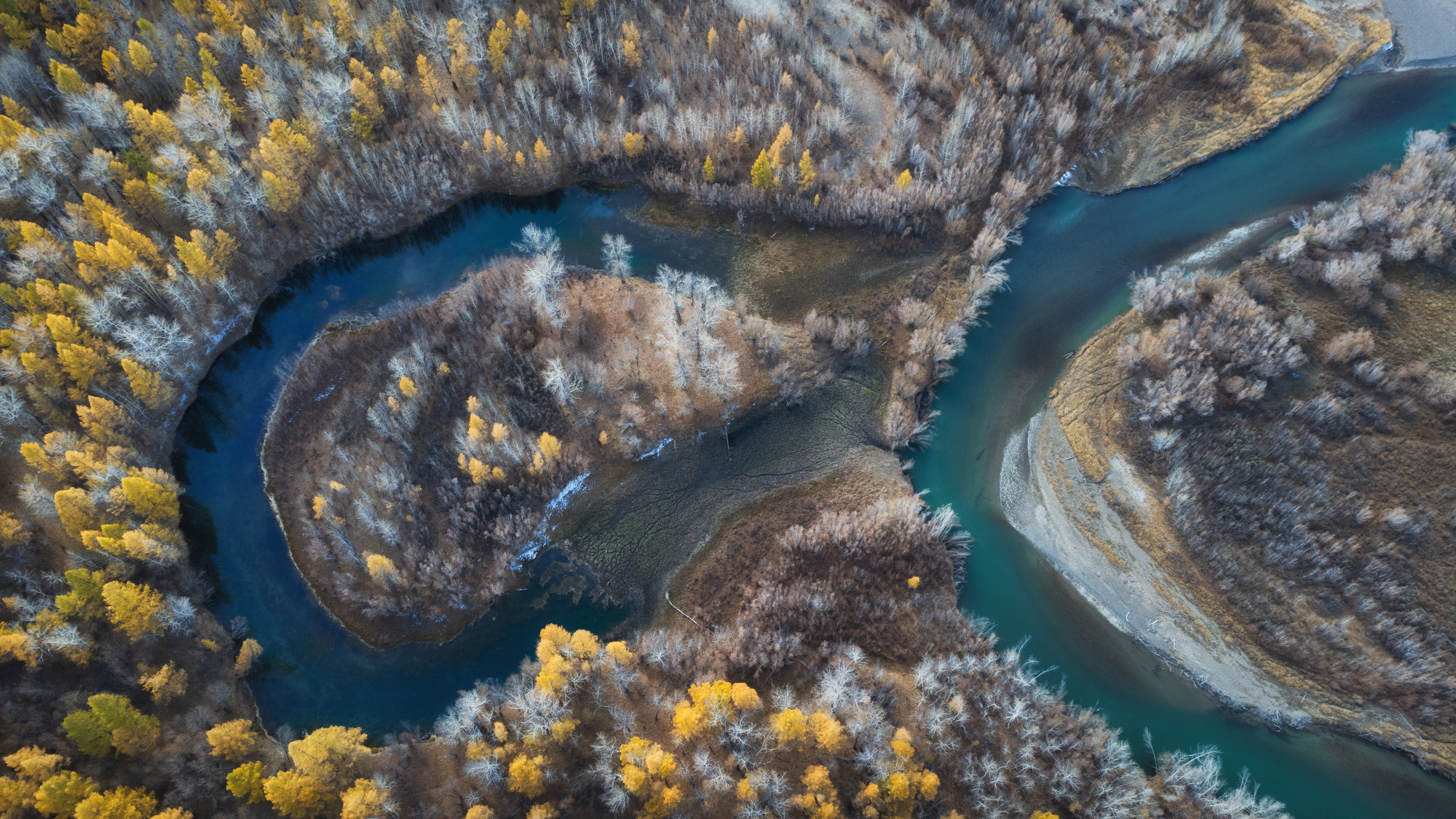 Петелька. Меандры Чуи, золотые лиственницы и осыпавшиеся реликтовые тополя. Кош-Агачский район, октябрь 2021