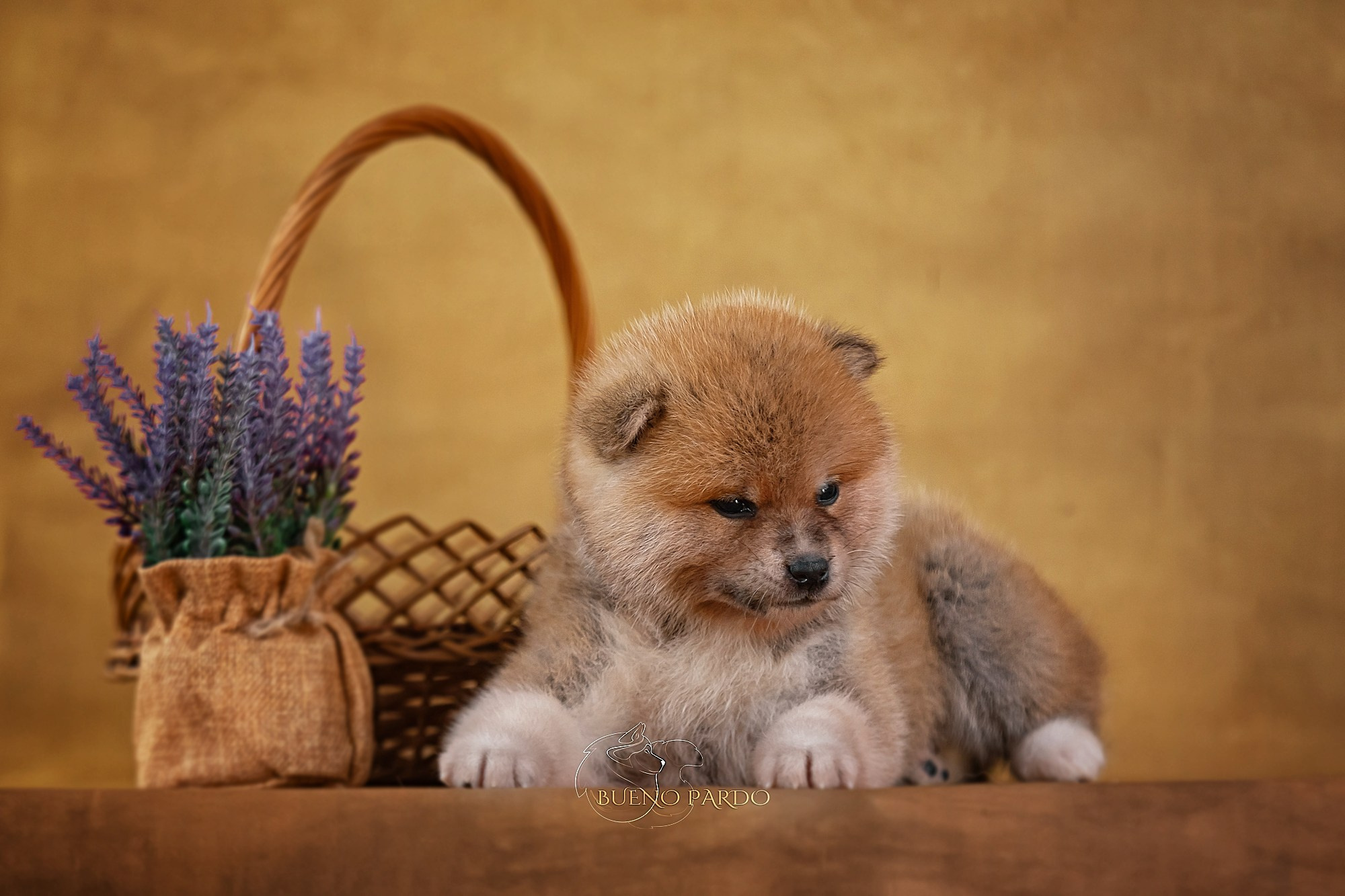 Щенки японской акита ину из питомника. Питомник собак Акита, Хаски, Корги