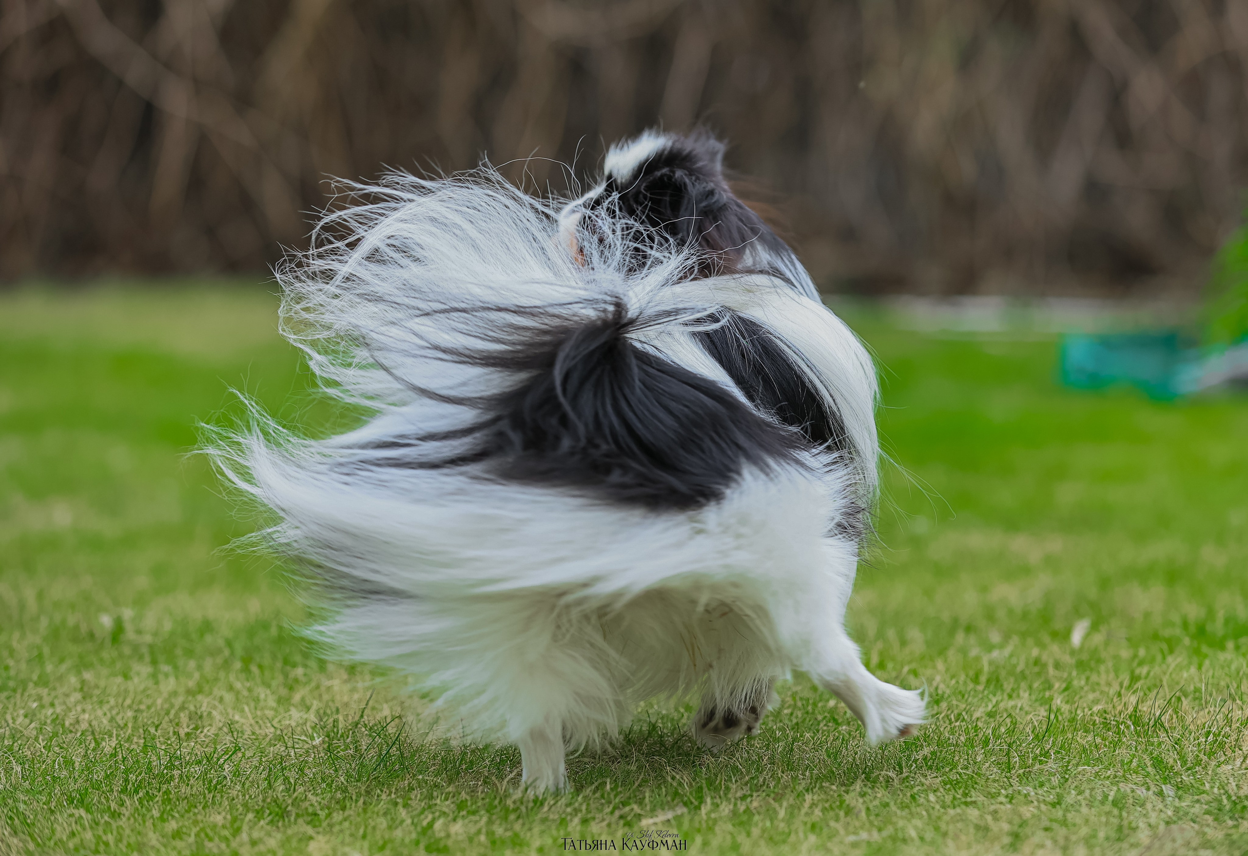 Японский хин, фотография японский хин, собака в цветах, красивая собака, фотограф анималист, фотокурс Анималистика, научиться фотографировать собак, фотограф Новосибирск