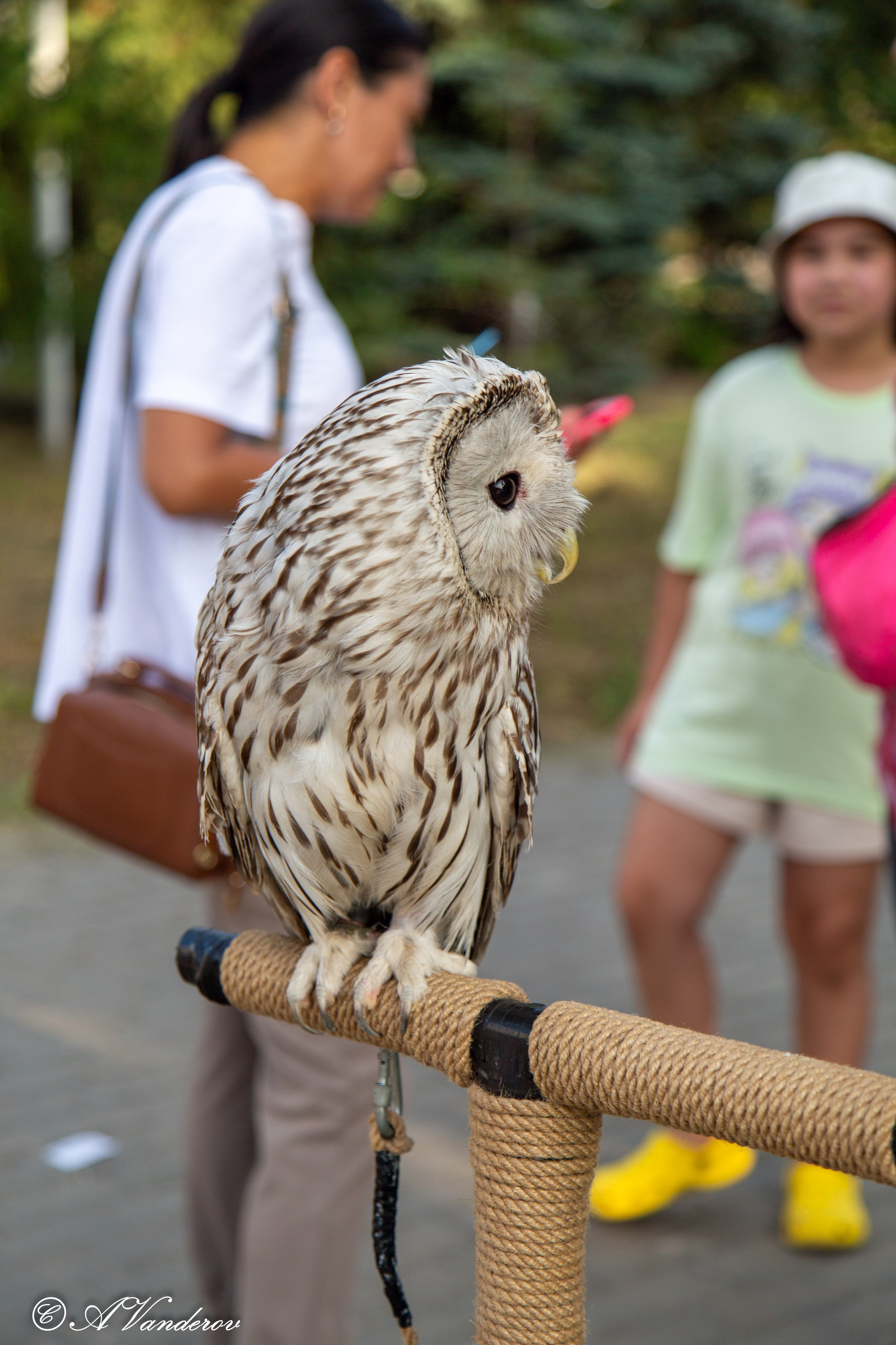 День города 03.08.2024. Фотограф Омск | Александр Вандеров
