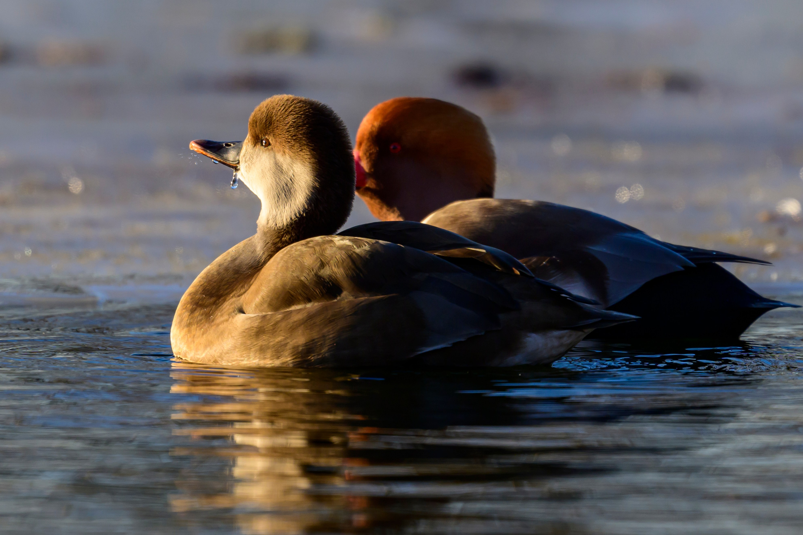 Нырки, пеганки, лебеди. Pochards, shelducks, swans. Wildlife photography by Sergey Puponin