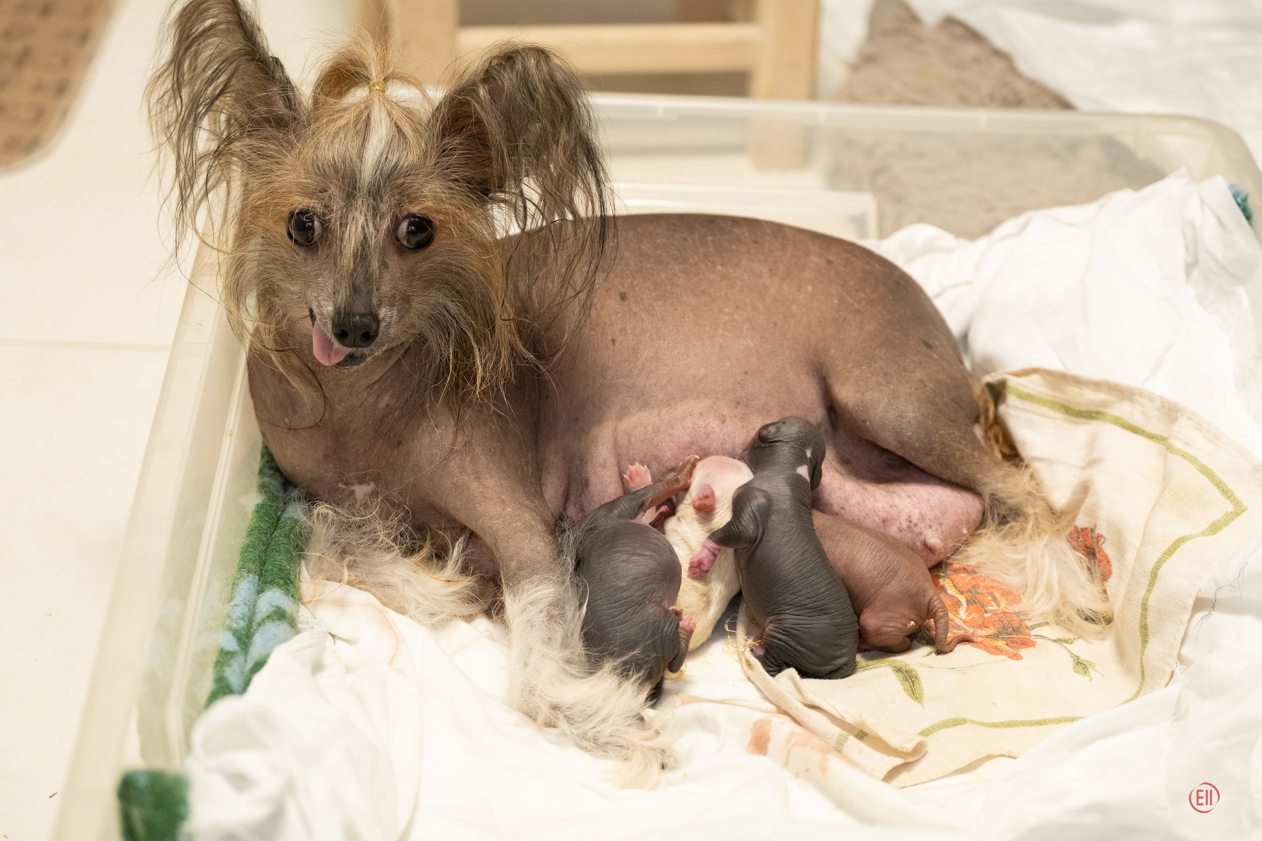 Помёт E | 20.07.2026. Poale Ell Chinese Crested Dog Kennel: Buy a puppy from the kennel