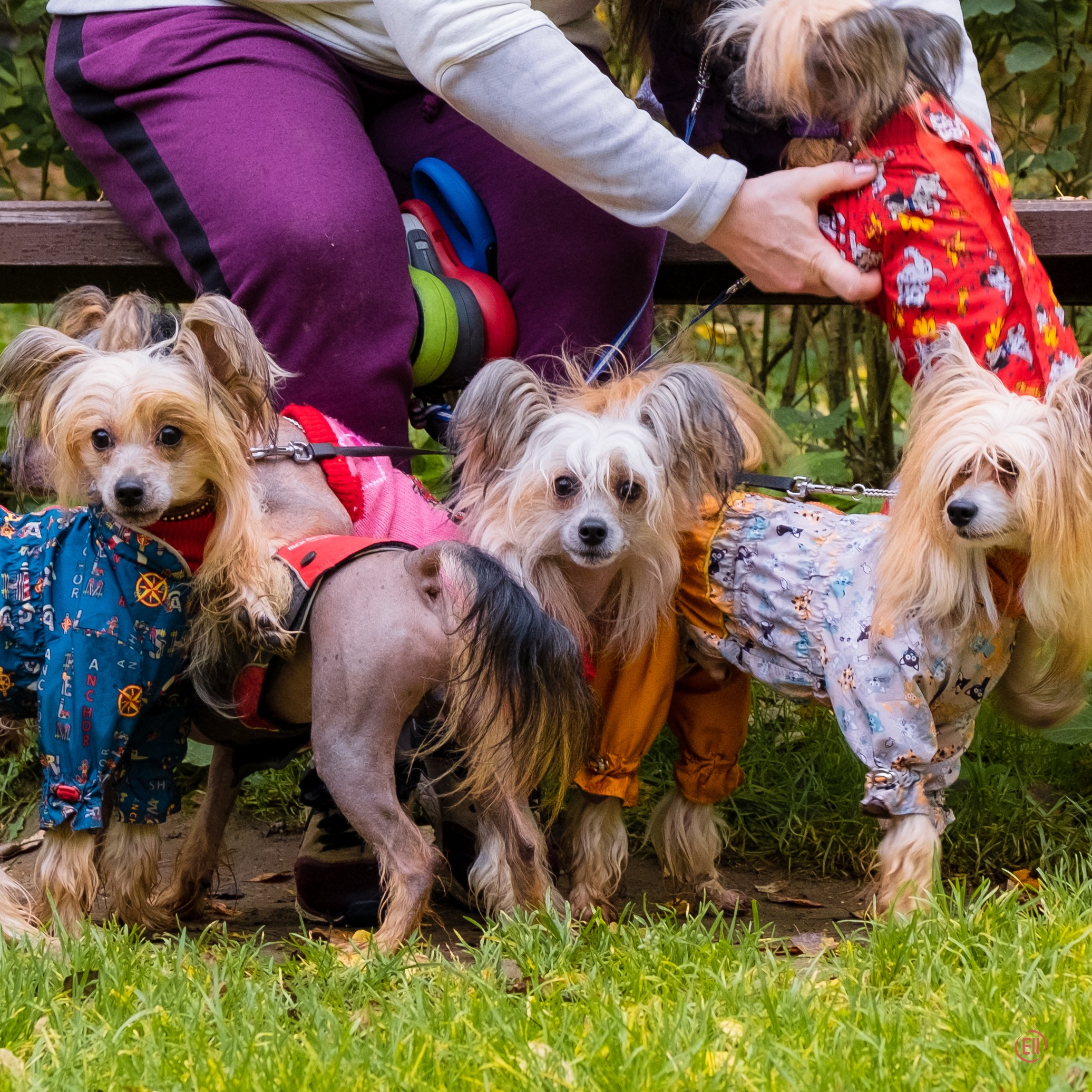 Morning walk in the park. Chinese Crested Dog Kennel Poale Ell