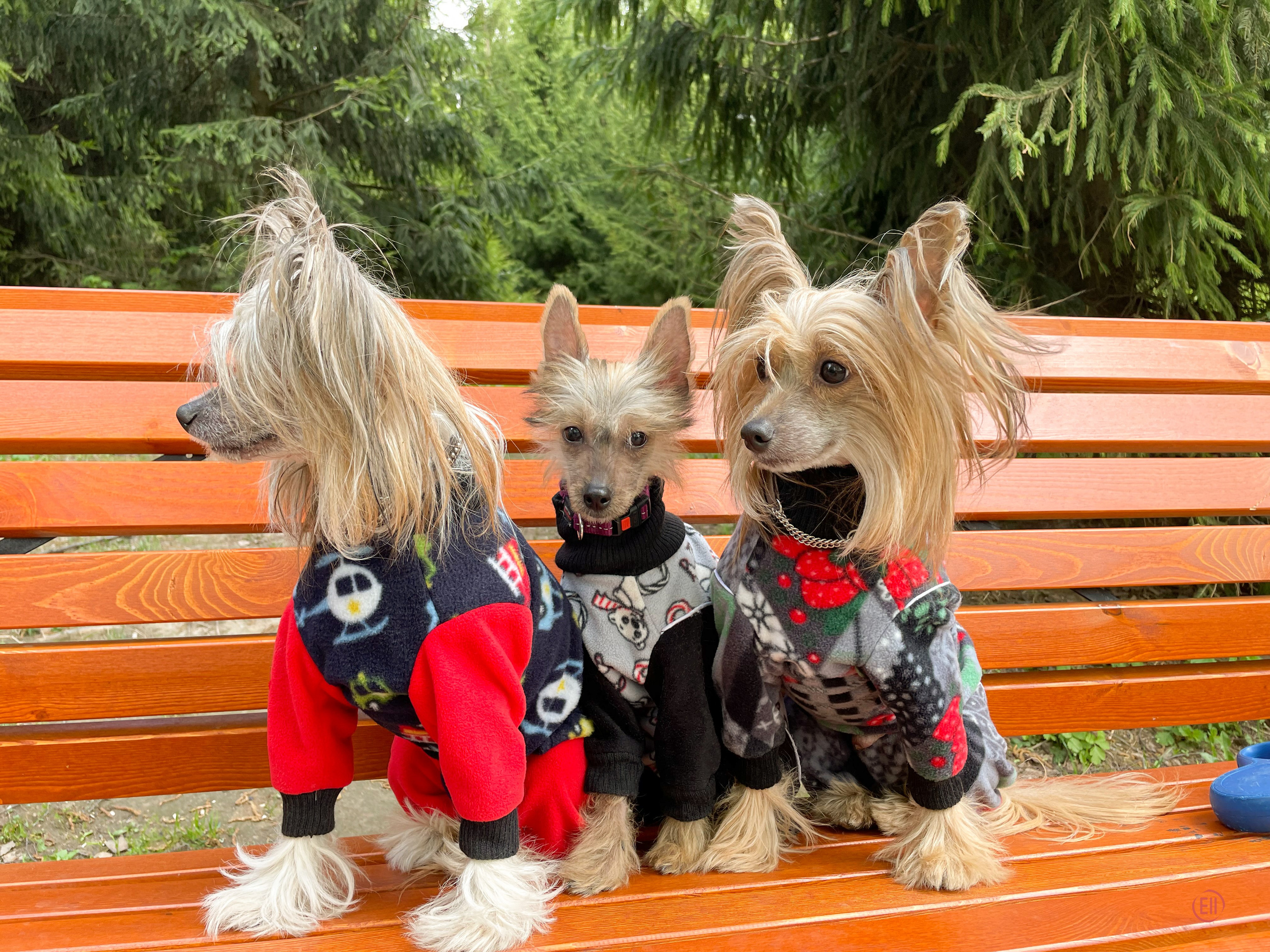 Emma, first time in the park. Poale Ell Chinese Crested Dog Kennel: Buy a puppy from the kennel
