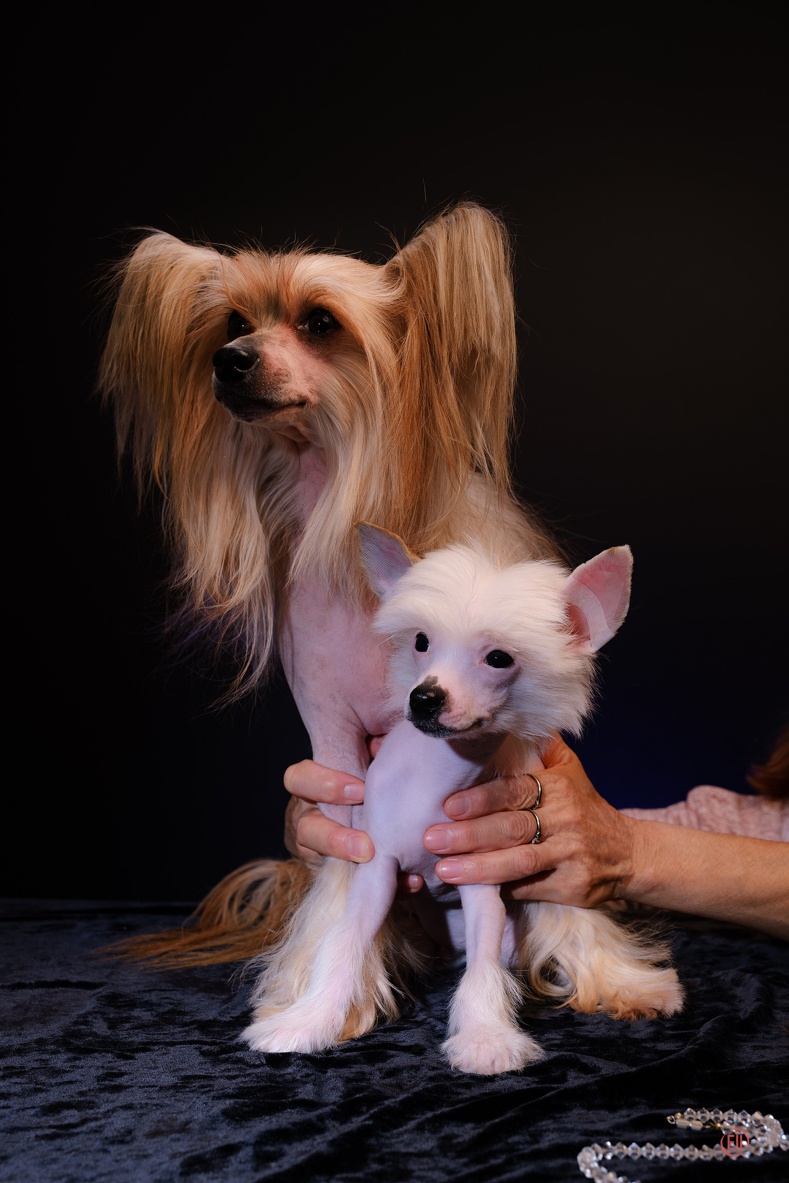 First photo session of the litter “F” of the Laisan Island kennel. Chinese Crested Dog Kennel Poale Ell