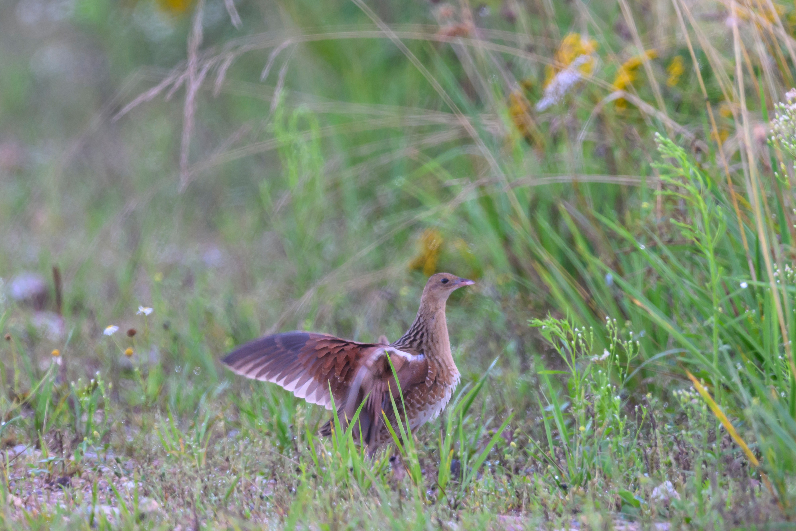 Коростель учится летать. Wildlife photography by Sergey Puponin