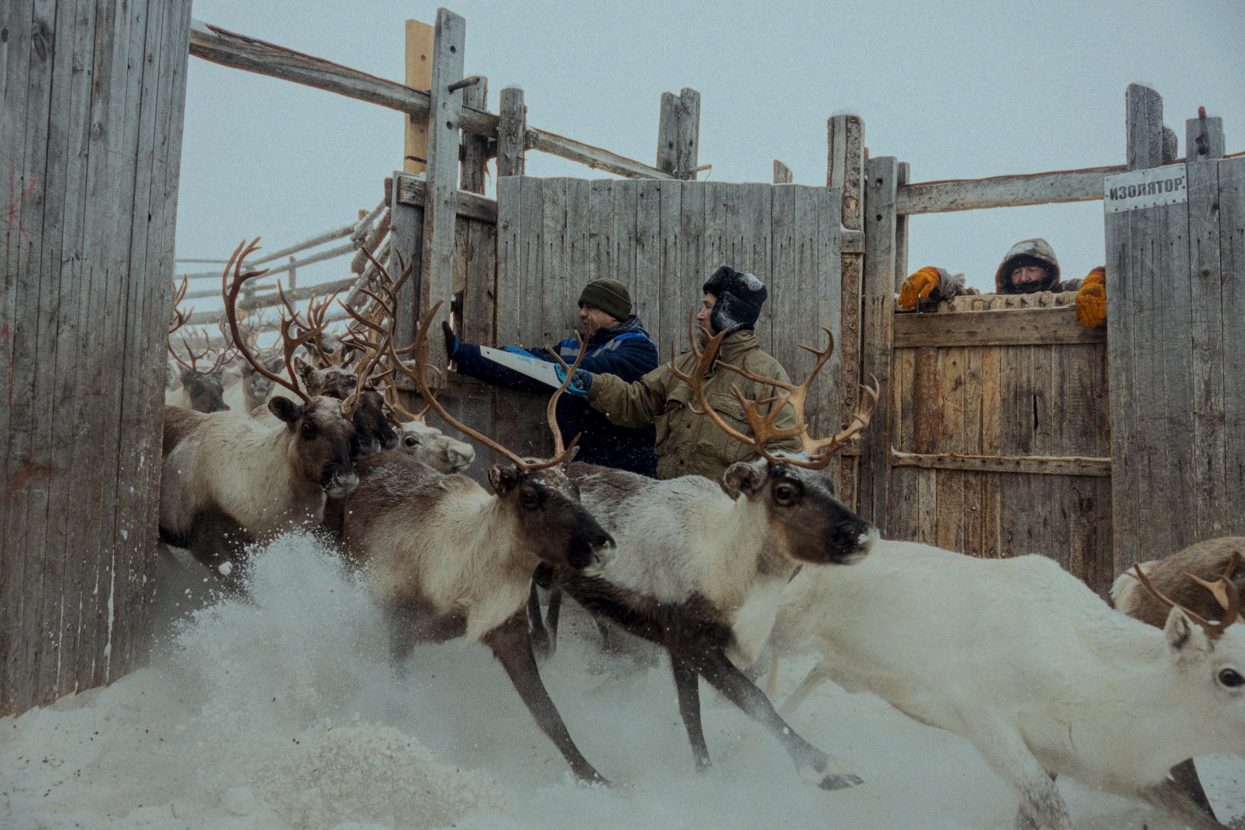 Кораль. Путешествие на север к оленям. TOP. Репортажный фотограф в Сочи — Михаил Мордасов