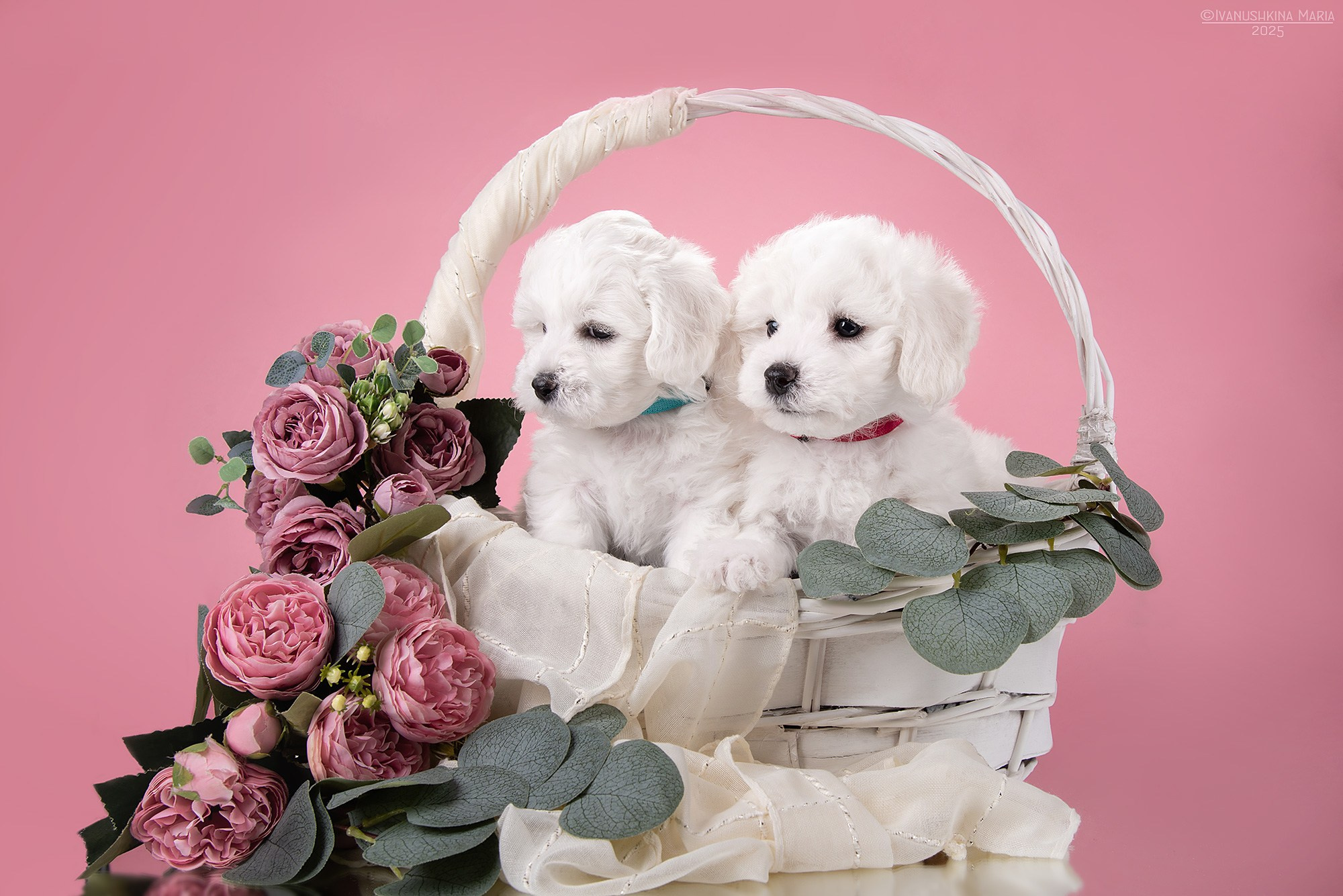 Фотосессия щенков на фонах. Фотограф собак в Москве и Московской области Иванушкина Мария
