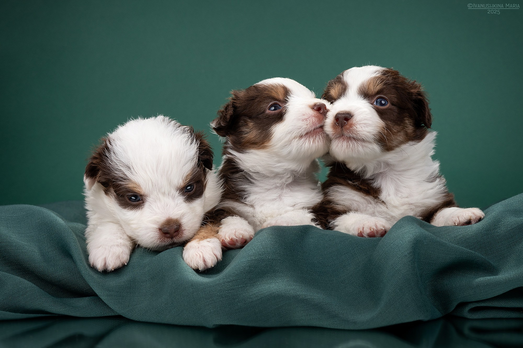Фотосессия щенков на фонах. Фотограф собак в Москве и Московской области Иванушкина Мария