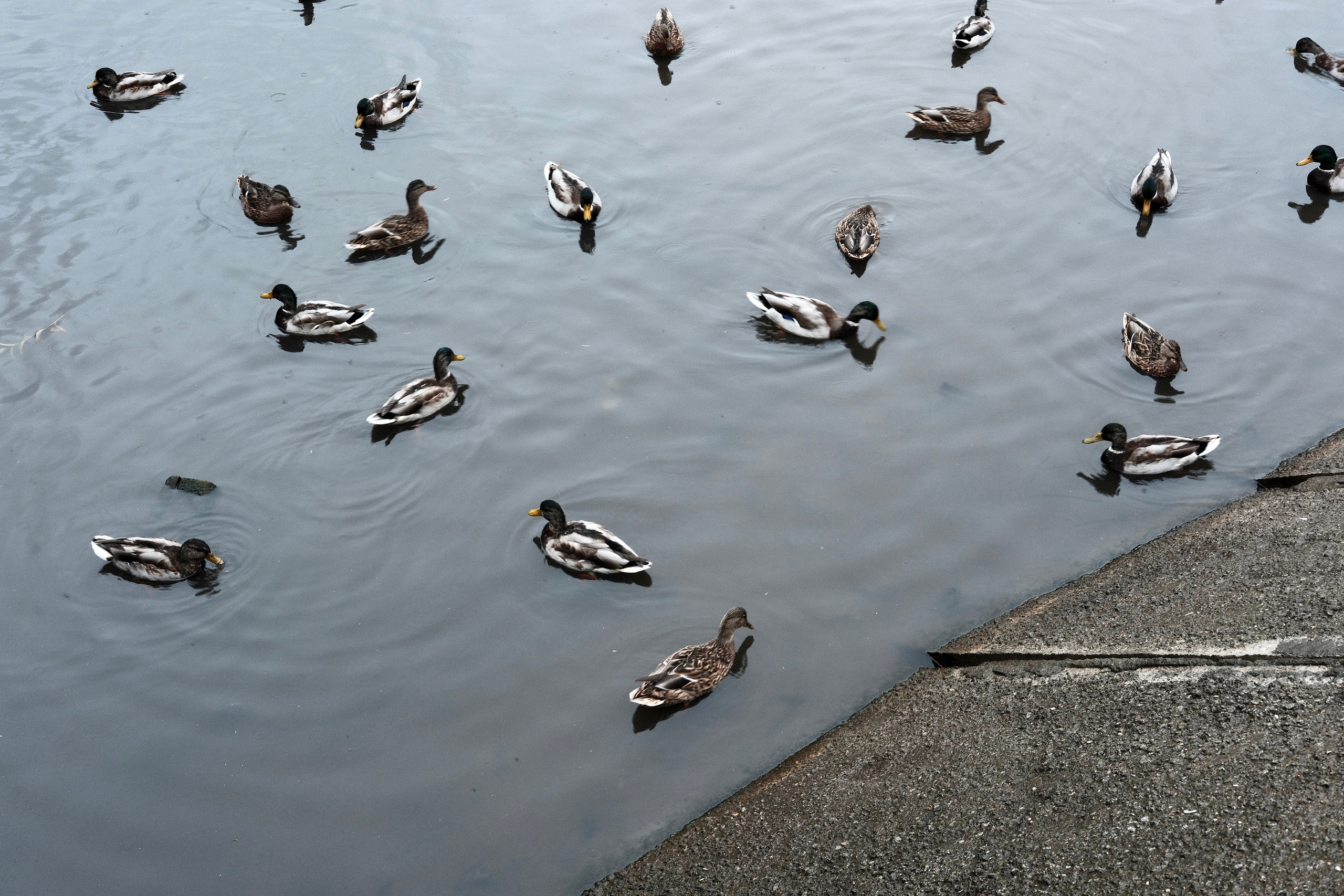 Сергиев Посад. Фотограф Маргана Лоция