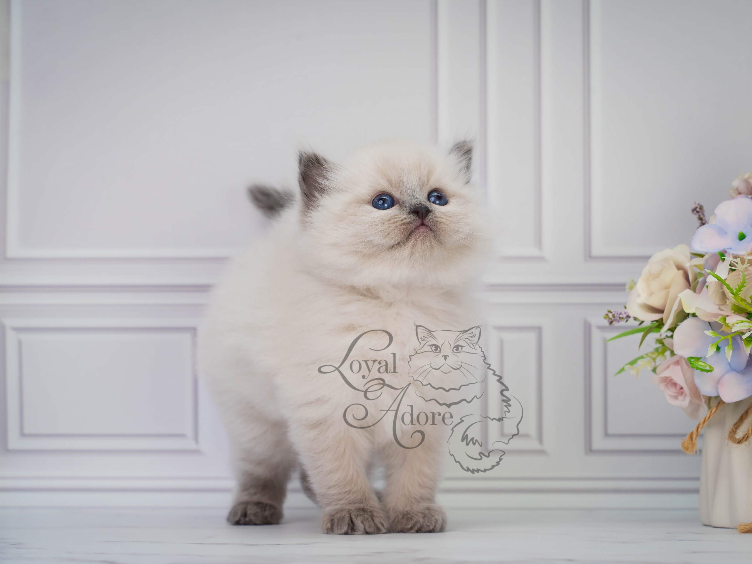 Все свободные котята. Питомник рэгдолл Loyal Adore