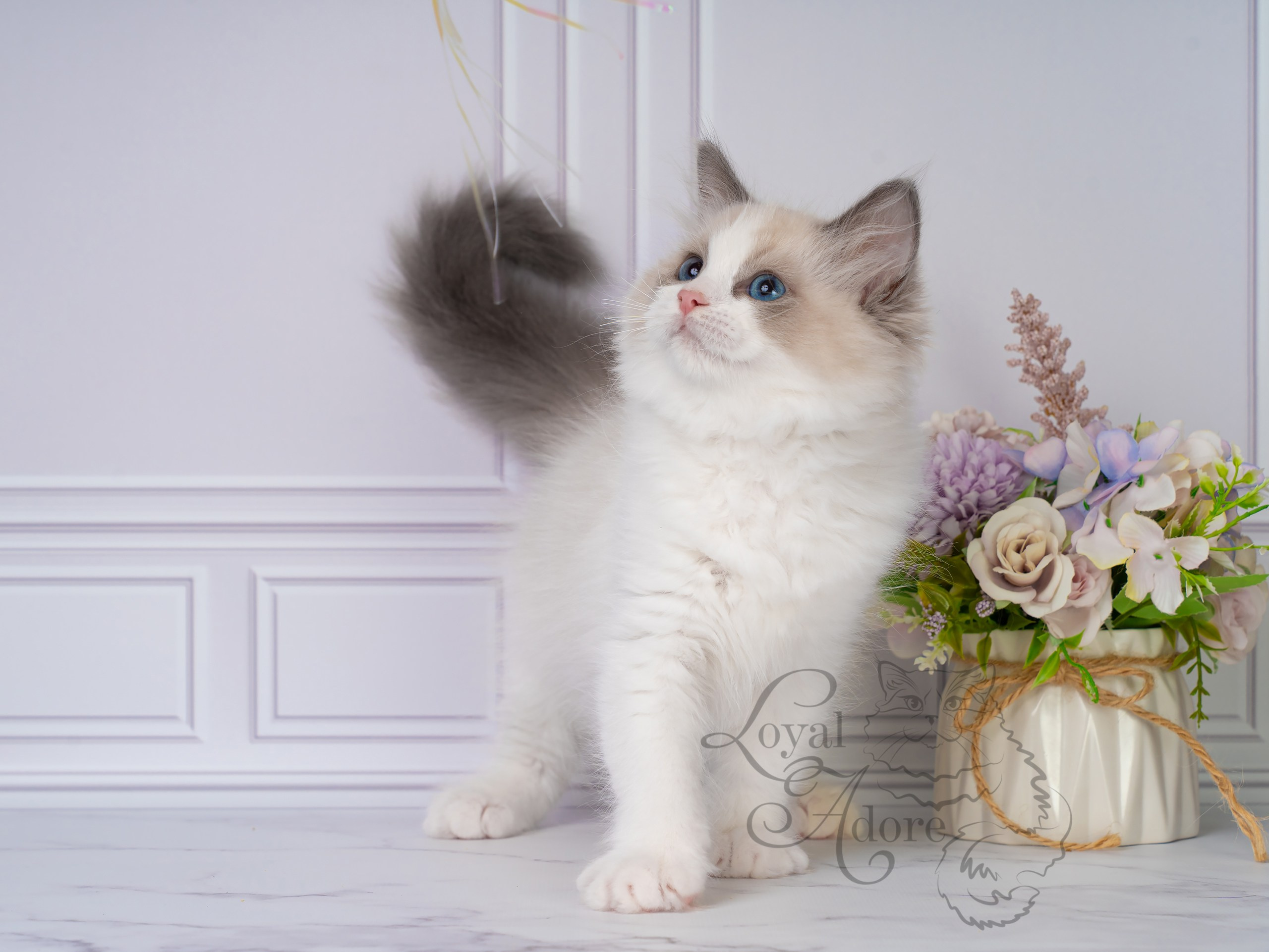 Котята рэгдолл от Loyal Adore. Питомник рэгдолл Loyal Adore