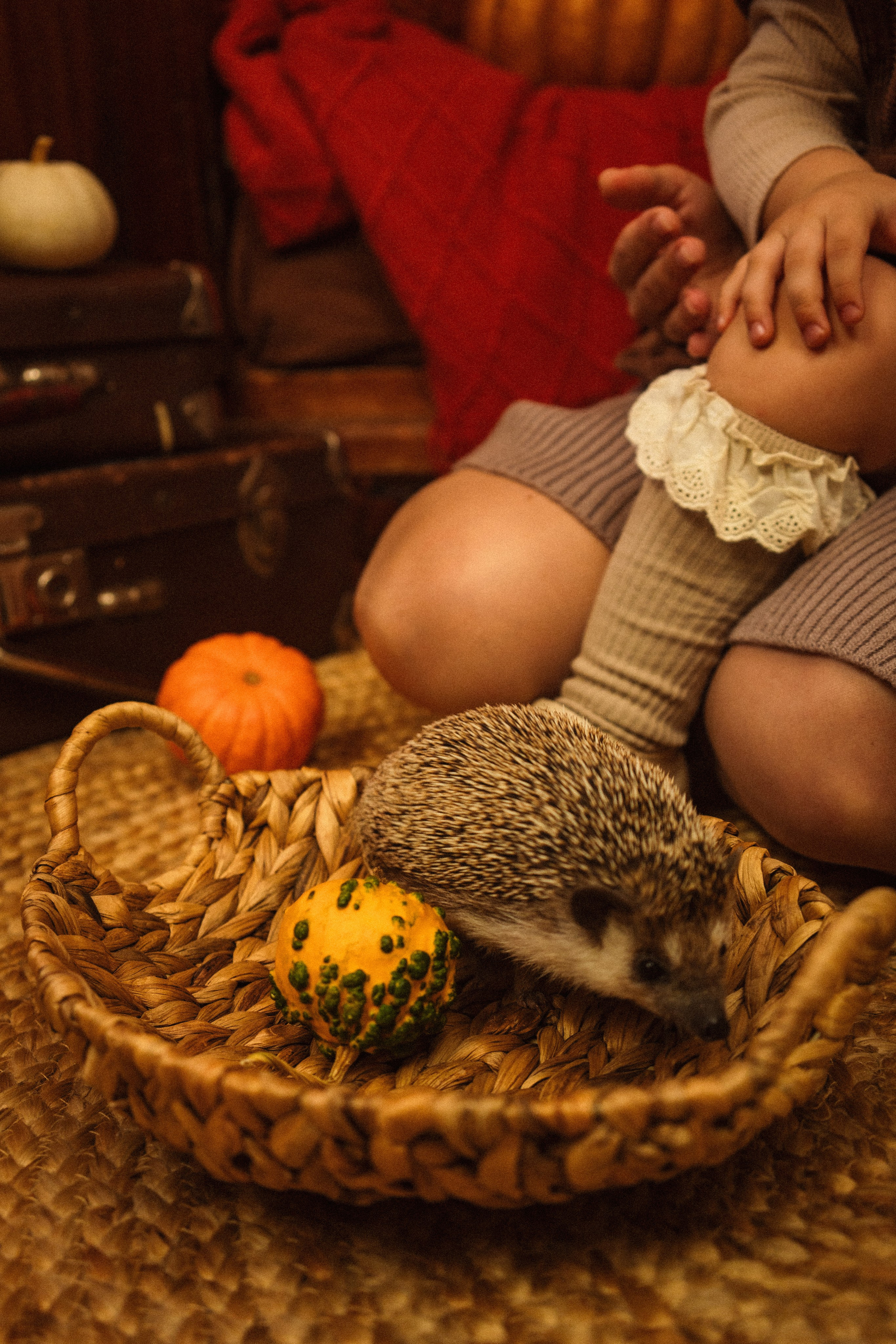 Фотосессии с животными. Мои работы