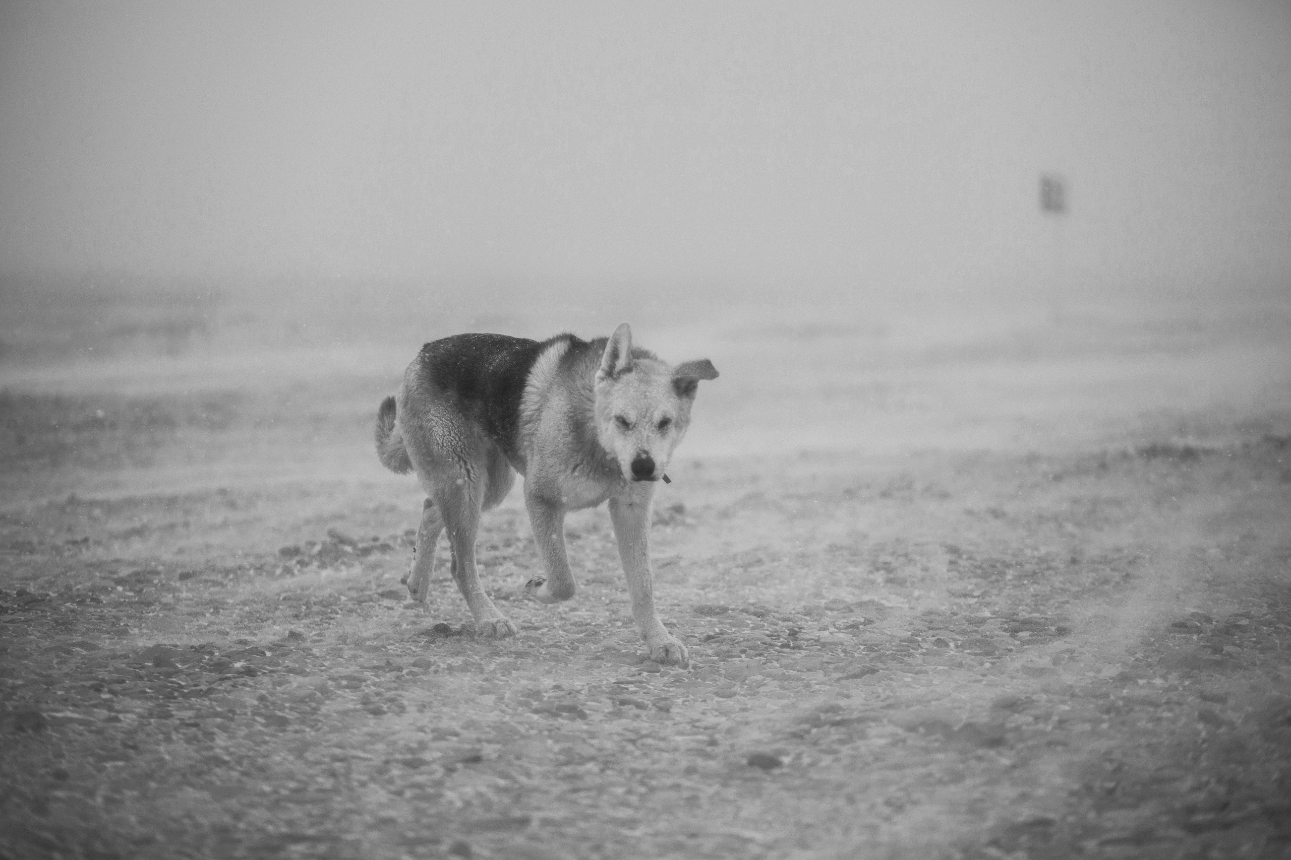 Улицы Люди на улицах Природа Животные — фотограф Оля Волчкова