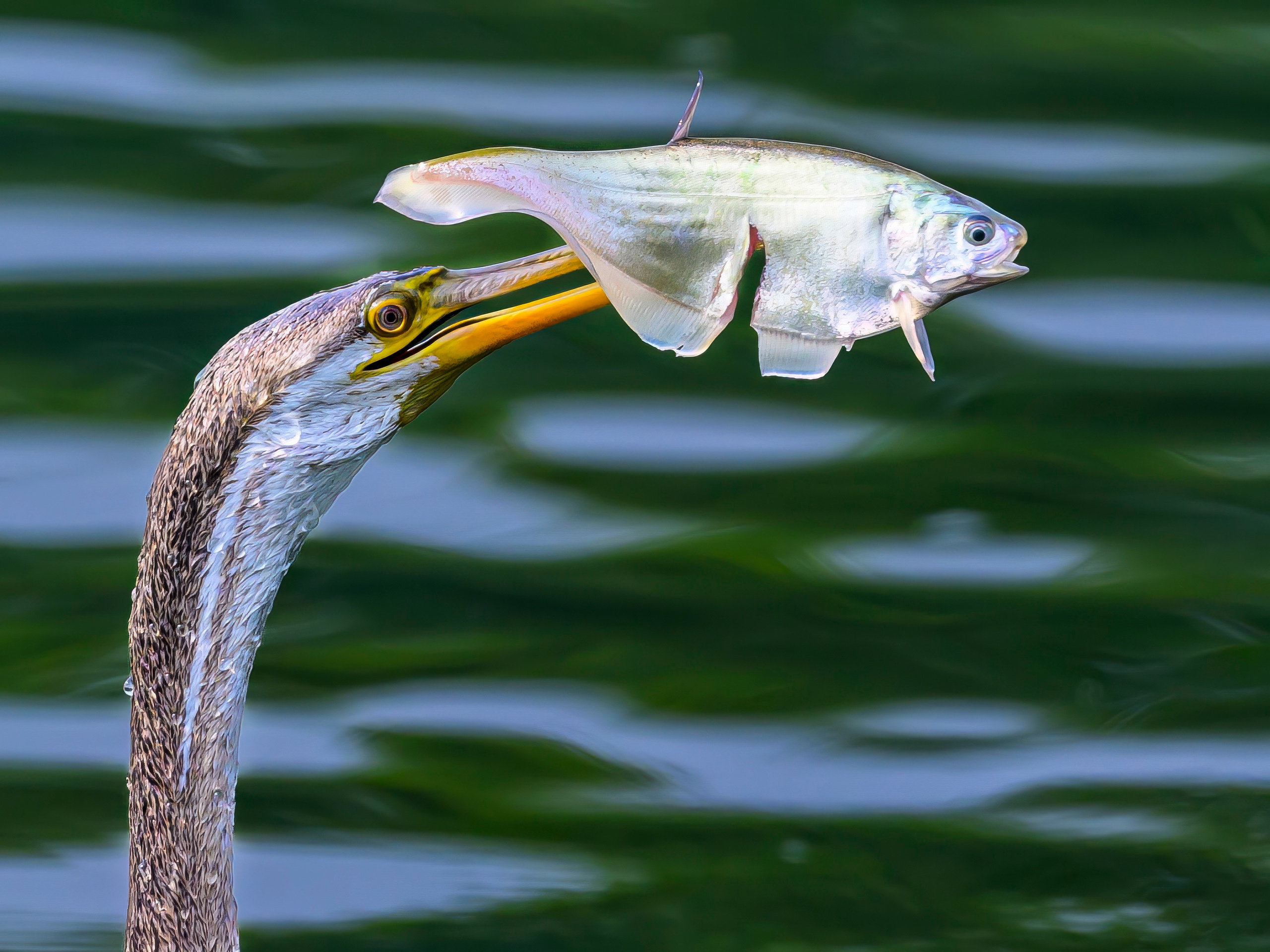 Анималистика. Фотограф Сергей Пупонин