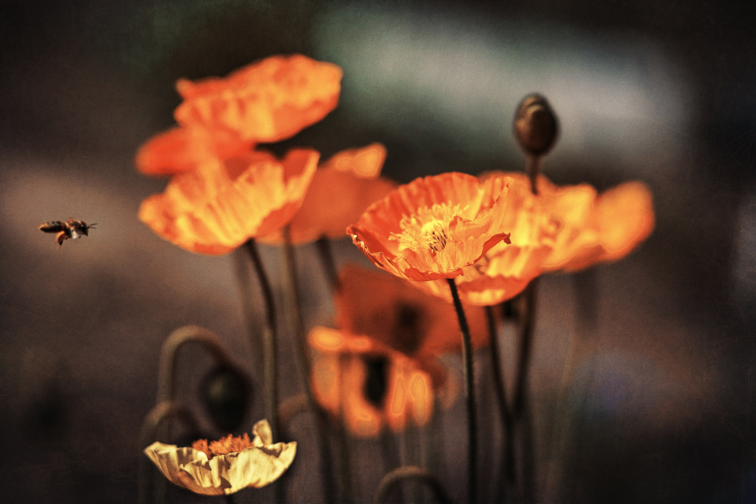 Фотошкола и фотокурсы в Абакане