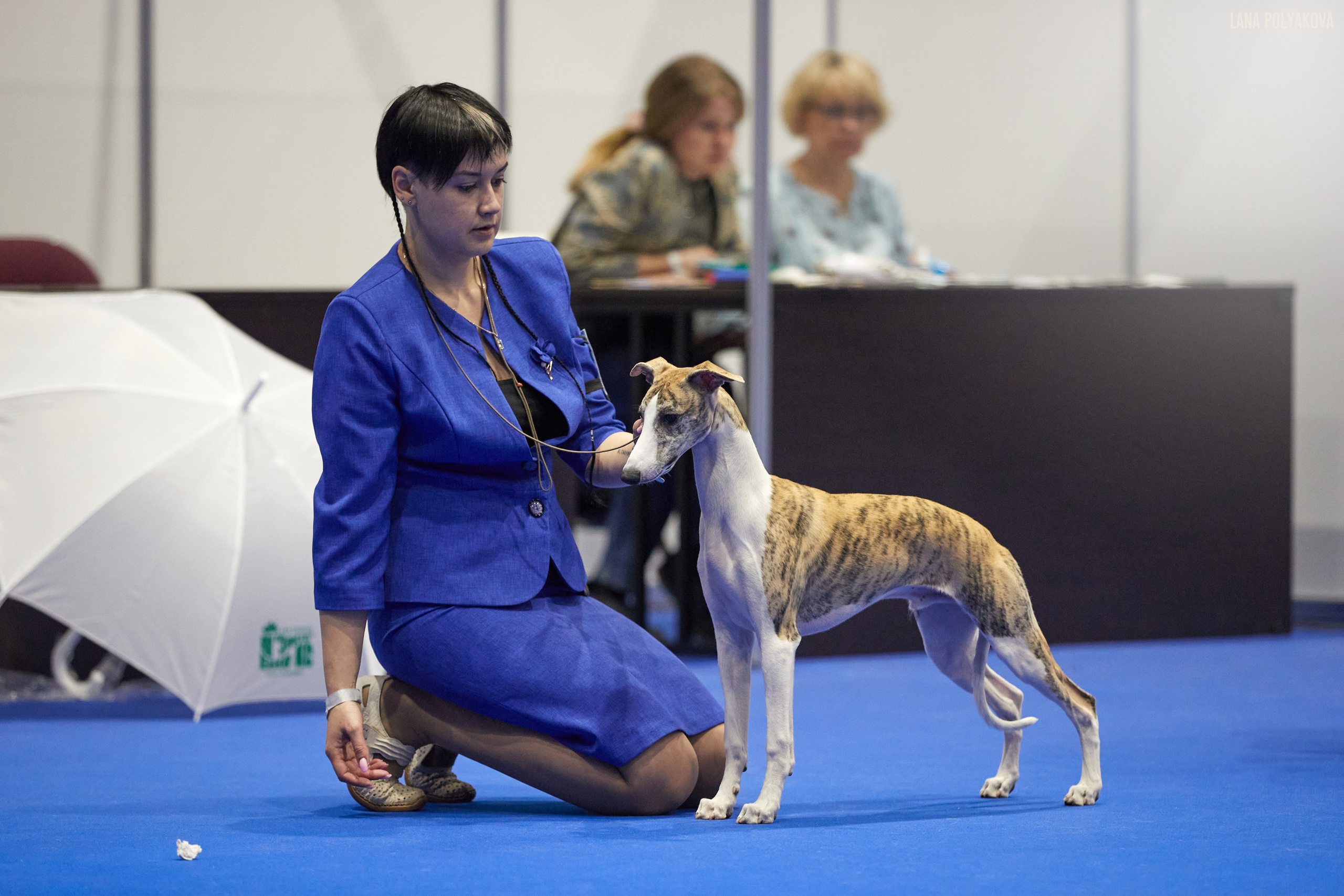 NDS GRAND PRIX «SPRING PETERSBURG 2023», «ELITE-PETERSBURG 2023». ФОТОГРАФ-АНИМАЛИСТ l LANA POLYAKOVA