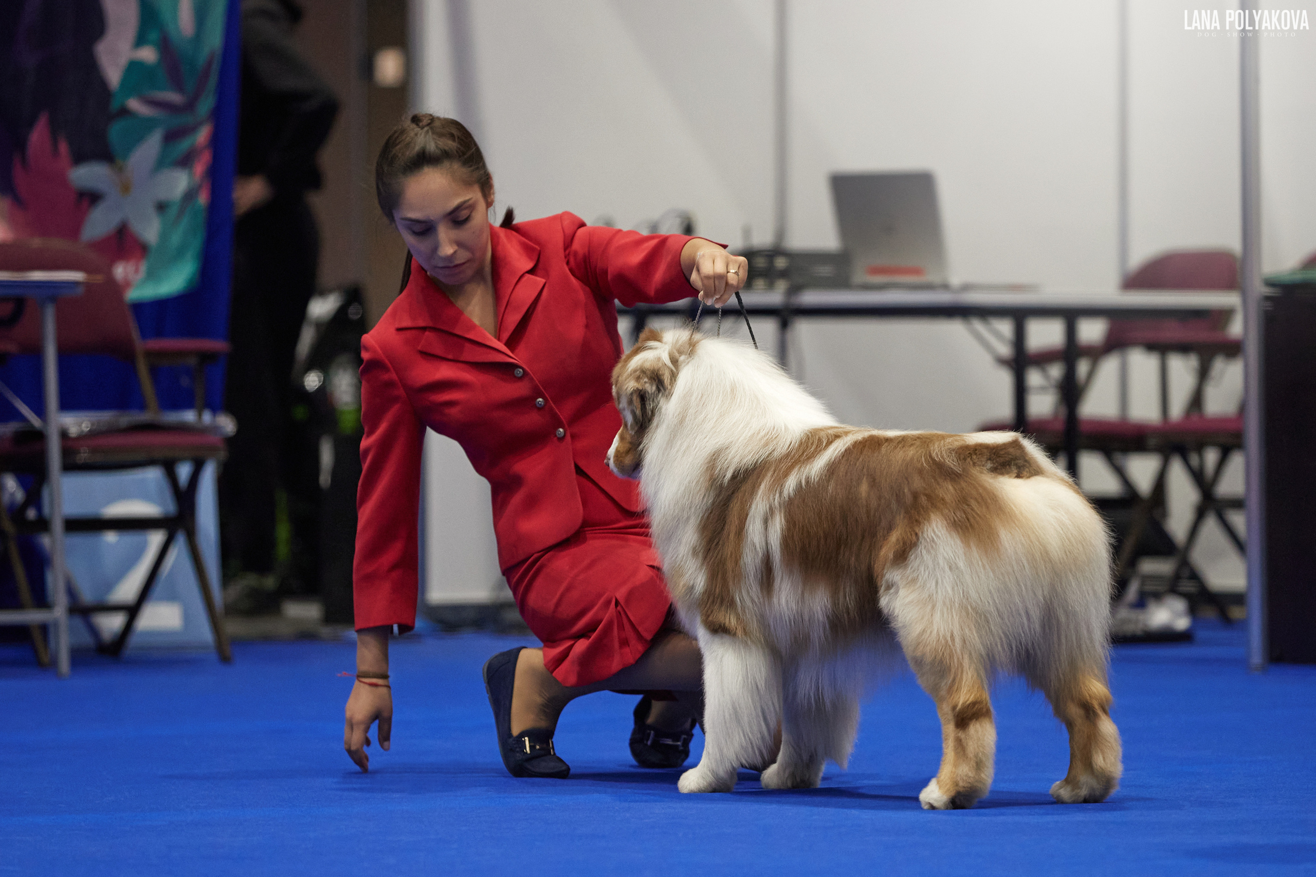 NDS GRAND PRIX «SPRING PETERSBURG 2023», «ELITE-PETERSBURG 2023». ФОТОГРАФ-АНИМАЛИСТ l LANA POLYAKOVA