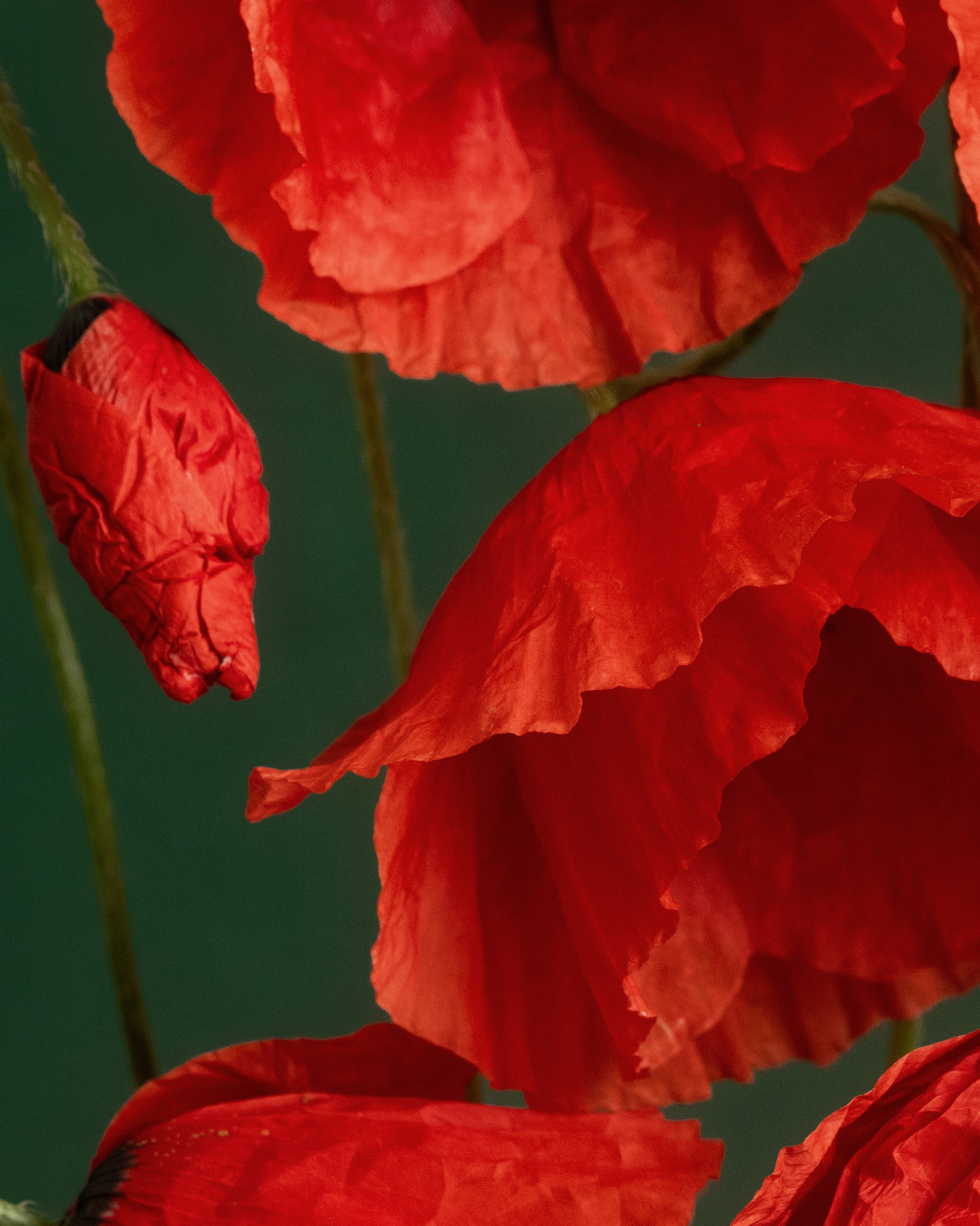 Scarlet Rhythm. Author’s fine art prints with international delivery