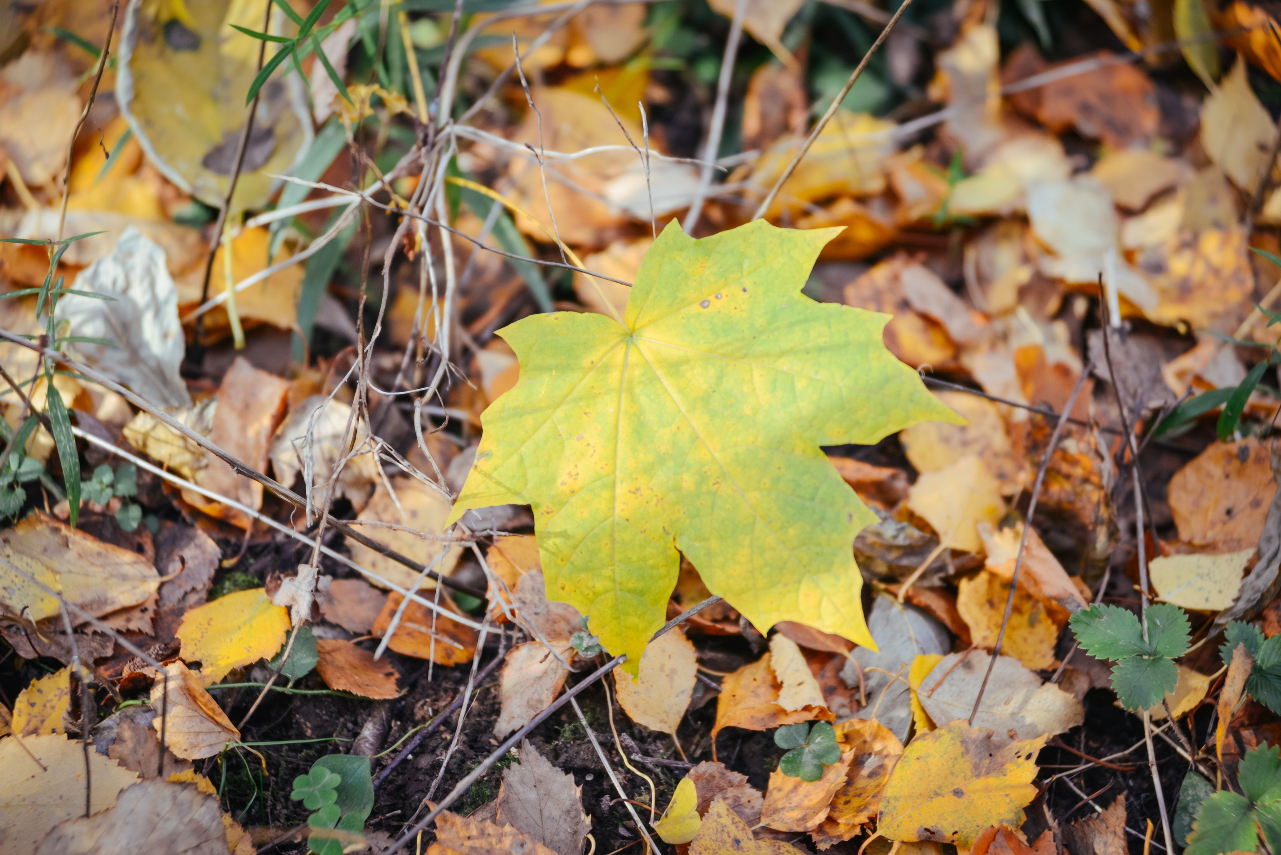 Осенний кленовый лист