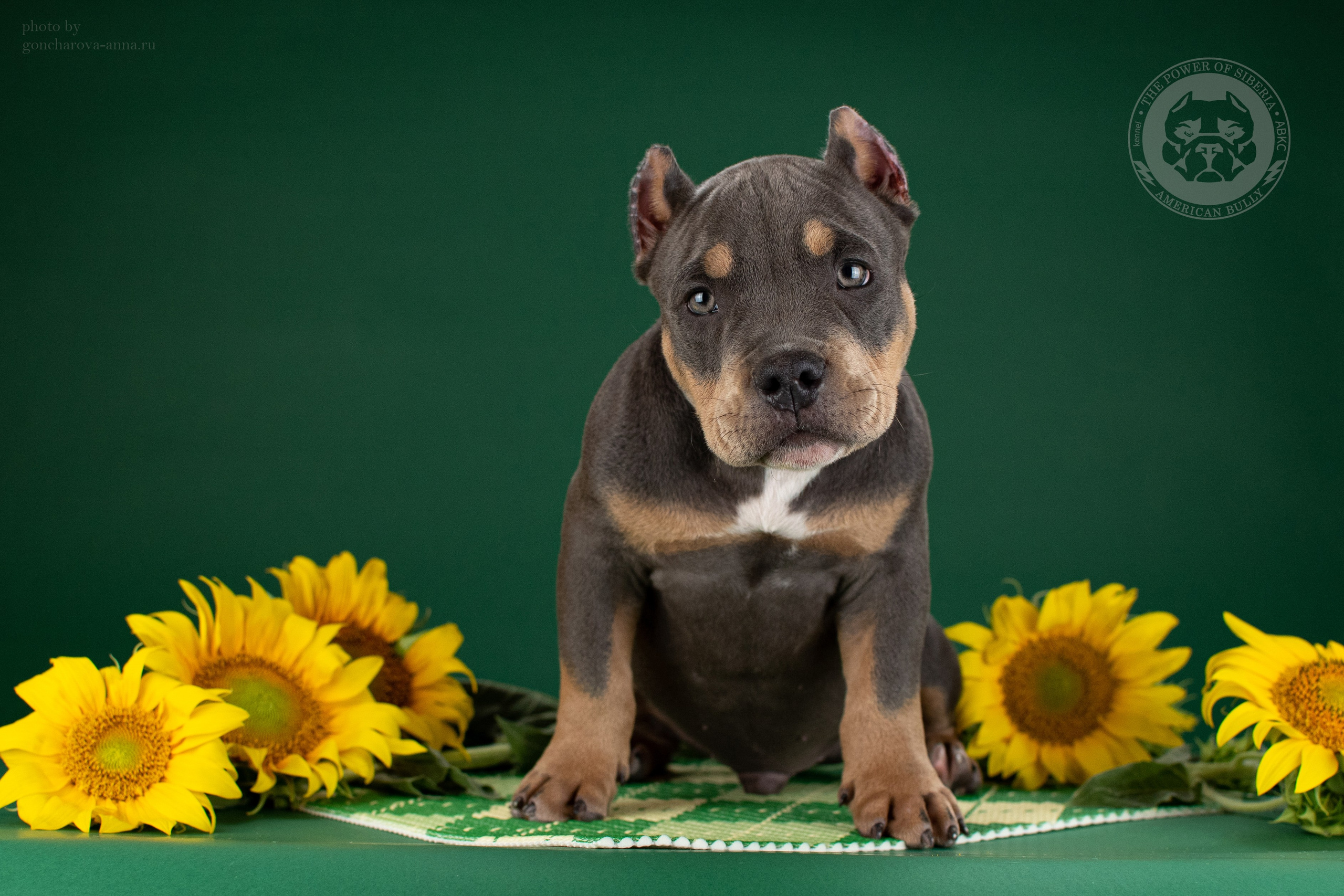 купить щенка American Bully в Москве