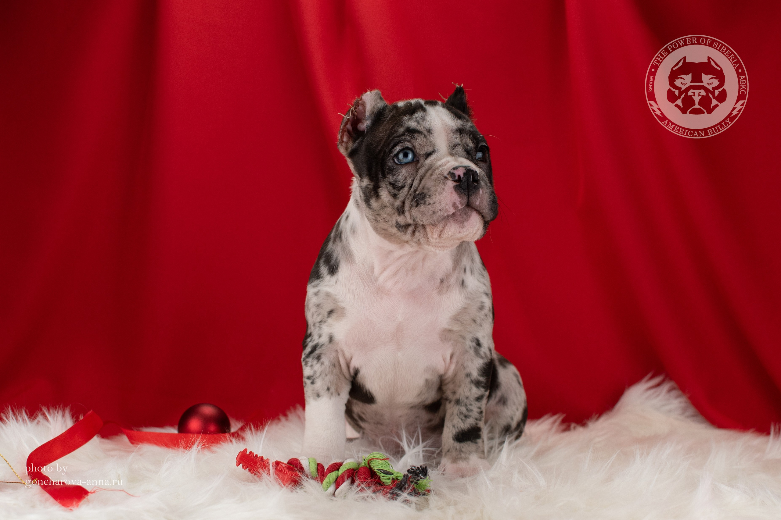 продажа щенков амбулли в Тюмени