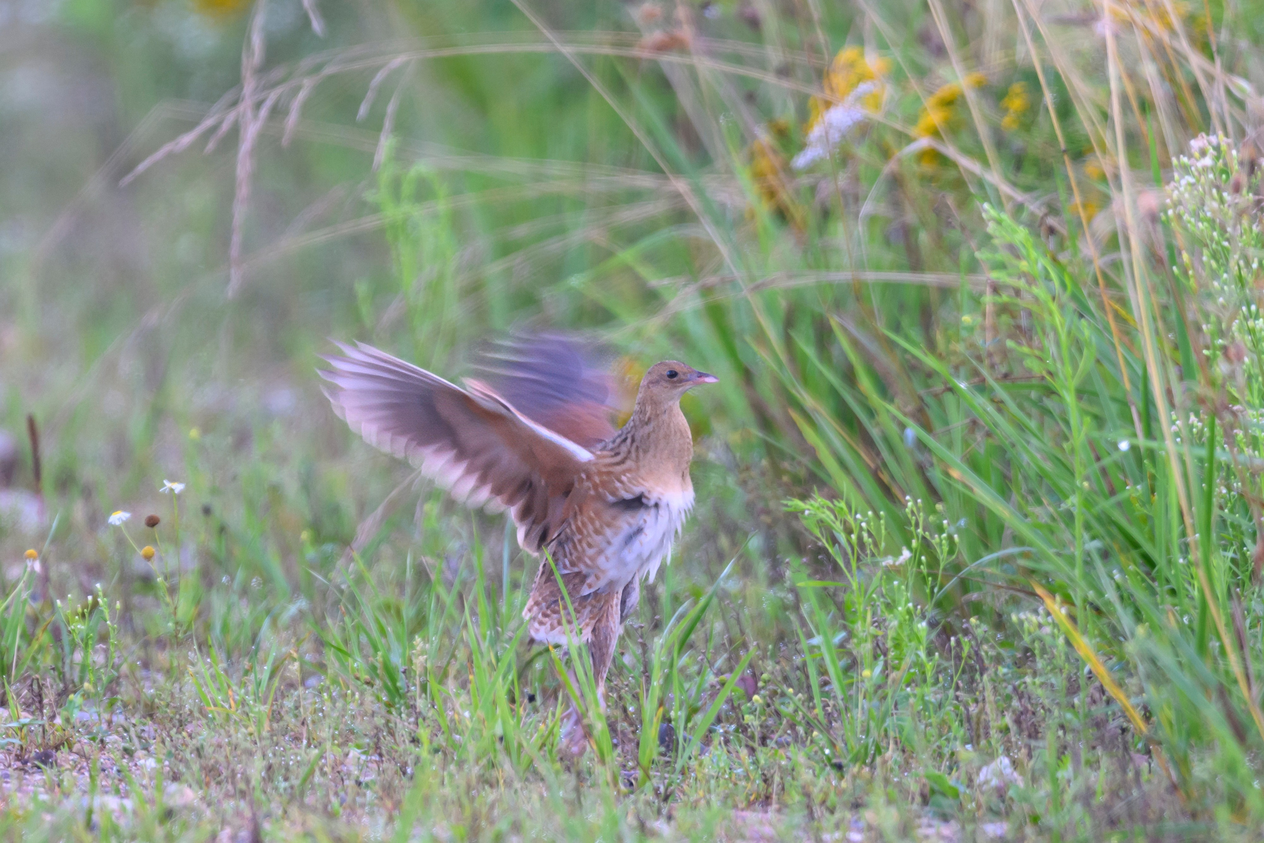 Коростель учится летать. Wildlife photography by Sergey Puponin