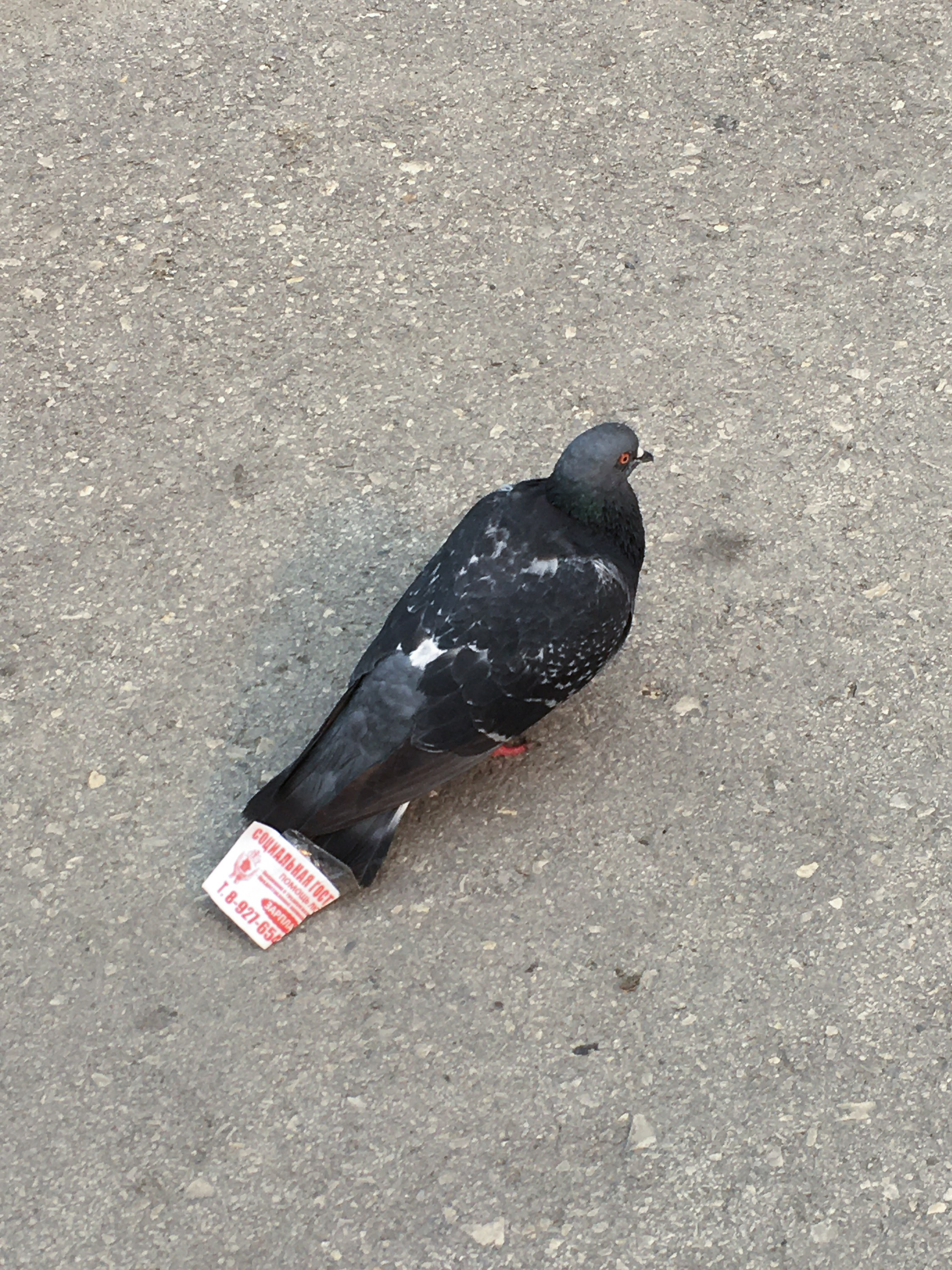 Предвзятая действительность. Дима Птицын